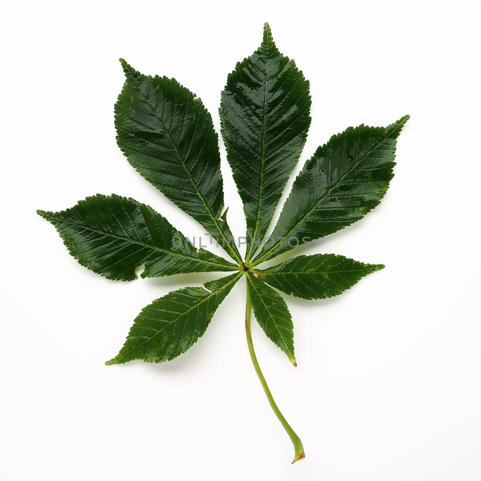 Chestnut leaf on a white background. The leaves are large, 7 - palmate, opposite, with long petioles. Horse chestnut, acorn, esculus Aesculus, a genus of plants in the Sapindaceae family Sapindaceae