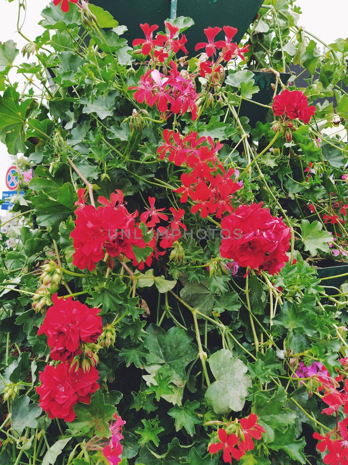 Blooming red and pink ivy geranium pelargonium in the vertical design of landscaping of streets and parks. Beautiful large pelargonium geranium flowers green leaves. Floriculture and horticulture