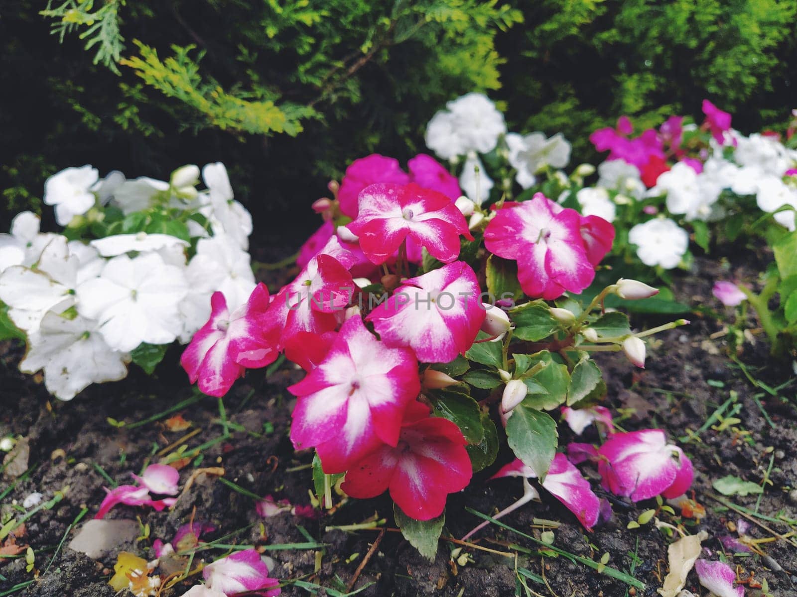 Petunia is a genus of herbaceous or semi-shrub perennial plants of the Solanaceae family. An ornamental variety grown as an annual, Petunia hybrida, or Petunia garden. White and pink striped flowers.