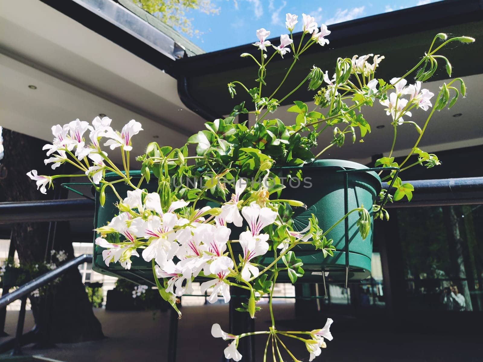 Pelargonium is a genus of plants in the family Geraniumaceae. White ivy geranium with red veins on petals. Flower box. Decoration of balconies, windows, facades of houses, streets, lawns. Cranesbill