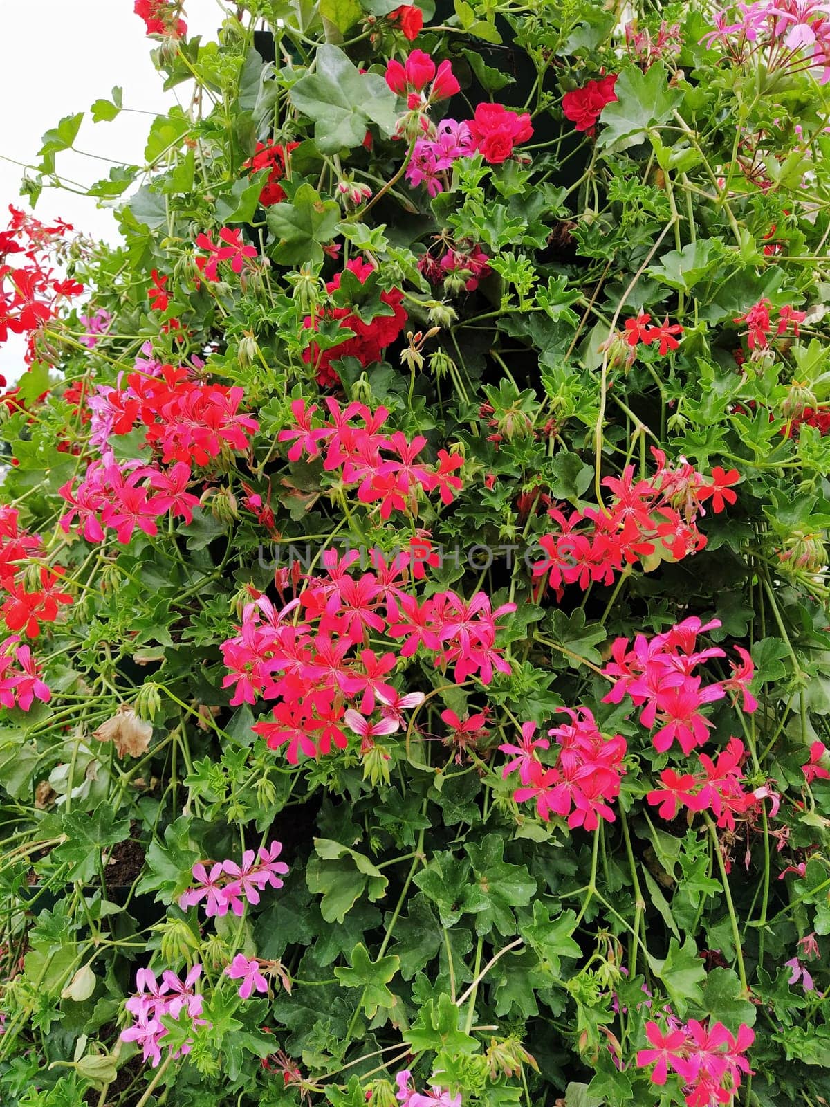 Blooming red and pink ivy geranium pelargonium in the vertical design of landscaping of streets and parks. Beautiful large pelargonium geranium flowers green leaves. Floriculture and horticulture