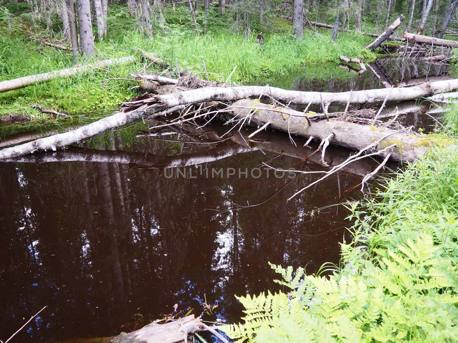 Taiga biome dominated by coniferous forests. Picea spruce, coniferous evergreen trees in the Pine family Pinaceae. Russia, Karelia. Forest river Orzega. Stone natural rapids, rusty ferruginous water
