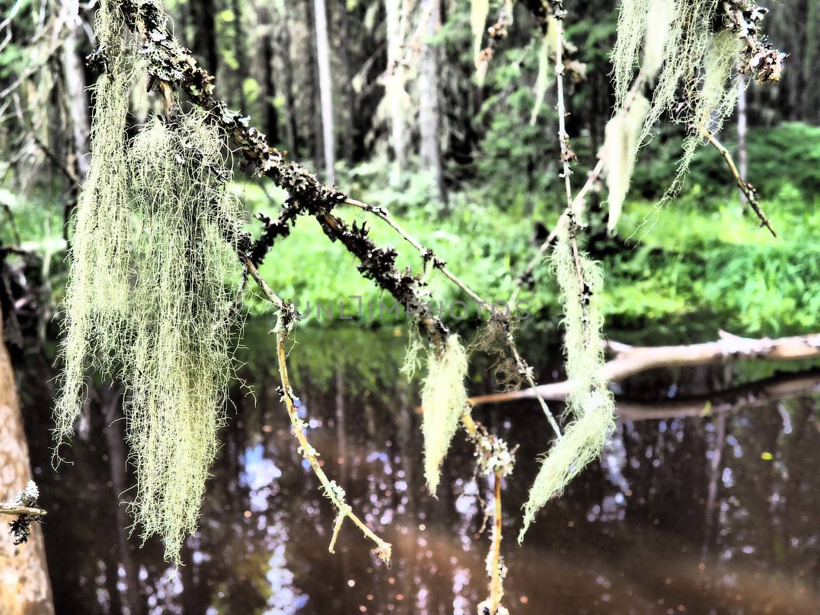 Taiga biome dominated by coniferous forests. Picea spruce, coniferous evergreen trees in the Pine family Pinaceae. Russia, Karelia. Forest river Orzega. Stone natural rapids, rusty ferruginous water