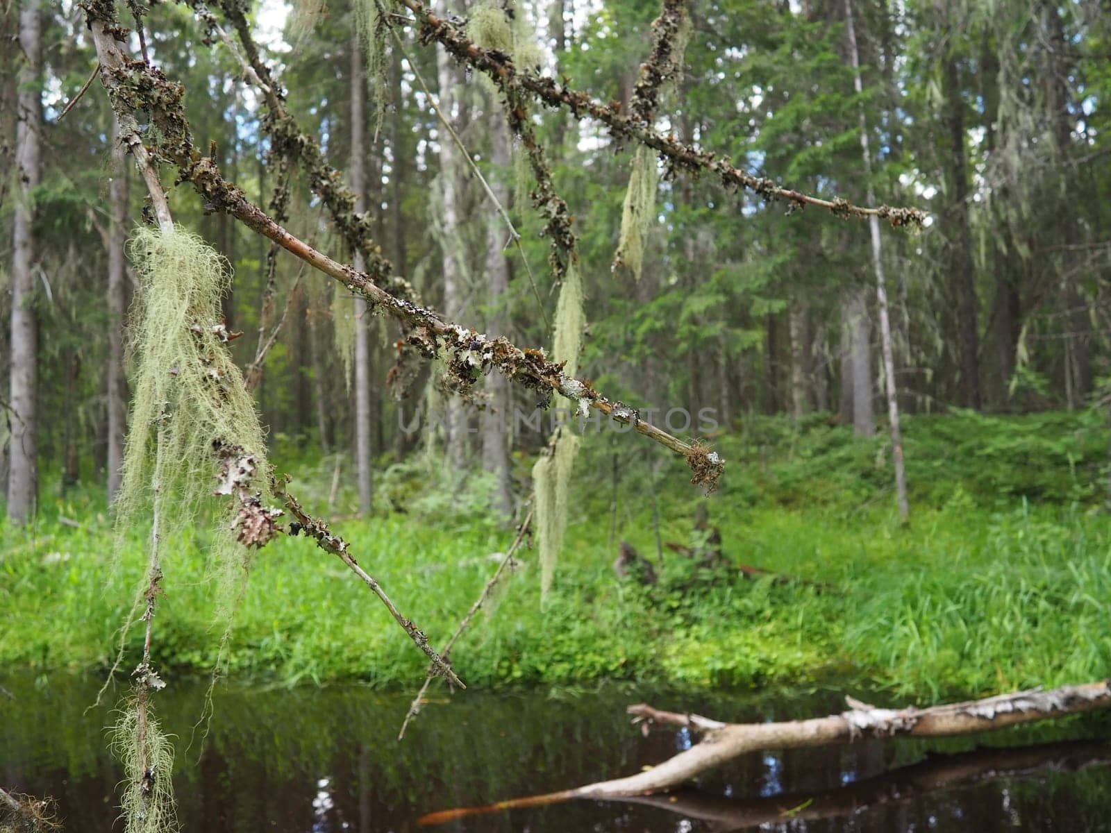 Taiga biome dominated by coniferous forests. Picea spruce, coniferous evergreen trees in the Pine family Pinaceae. Russia, Karelia. Forest river Orzega. Stone natural rapids, rusty ferruginous water