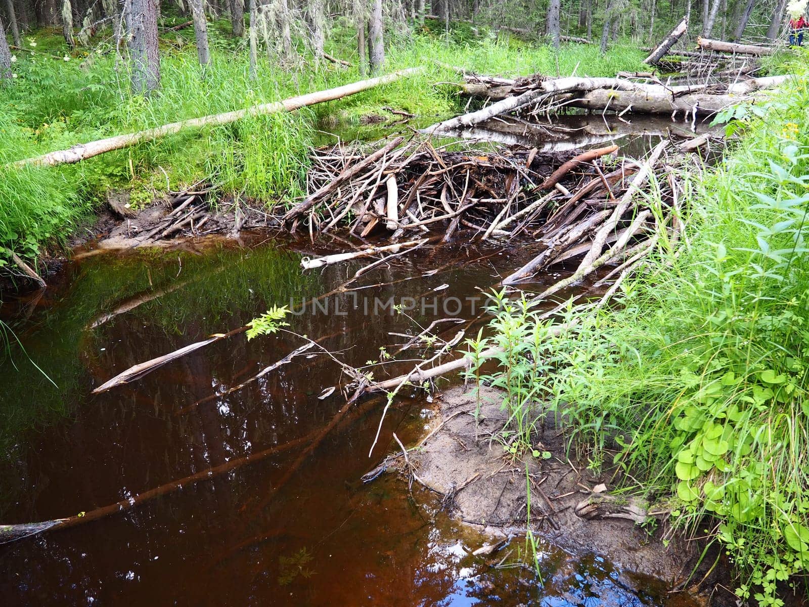 A beaver dam erected by beavers on a river or stream to protect against predators and to facilitate foraging during the winter. The dam materials are wood, branches, leaves, grass, silt, mud, stones.