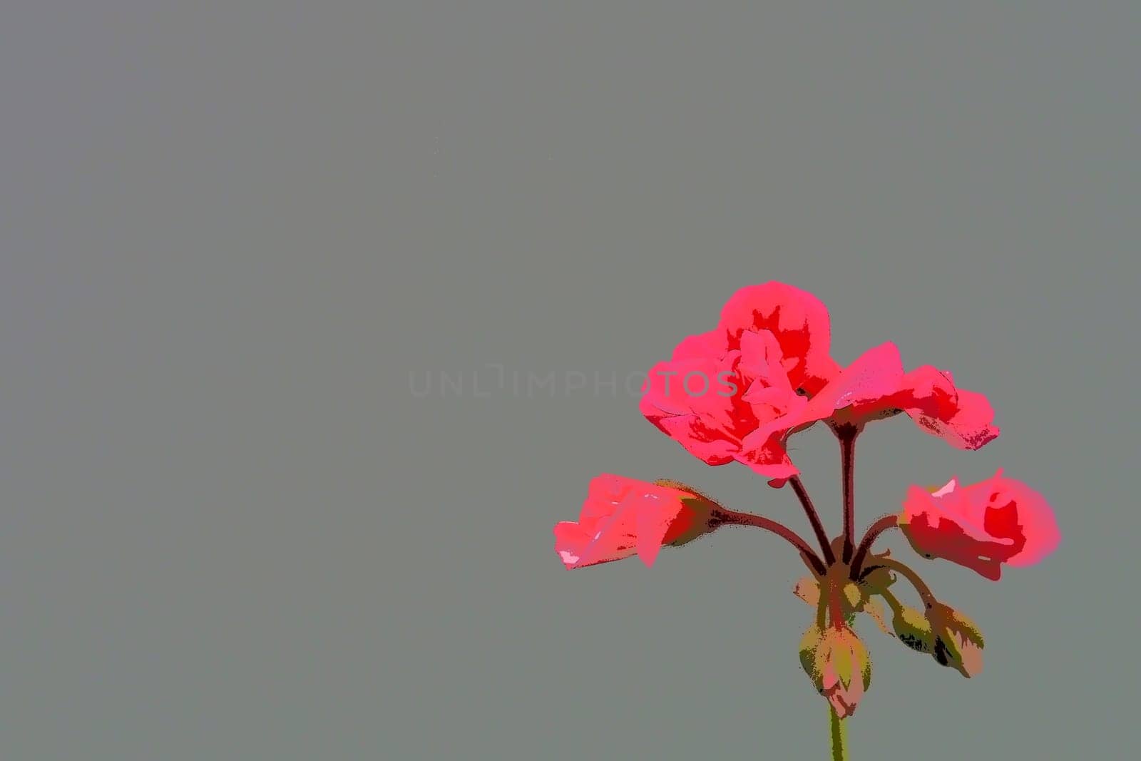 bright pink or crimson geranium pelargonium on a gray background. Geranium inflorescence against a gray wall. copyspace. Postcard or blank for a poster. Congratulation - invitation