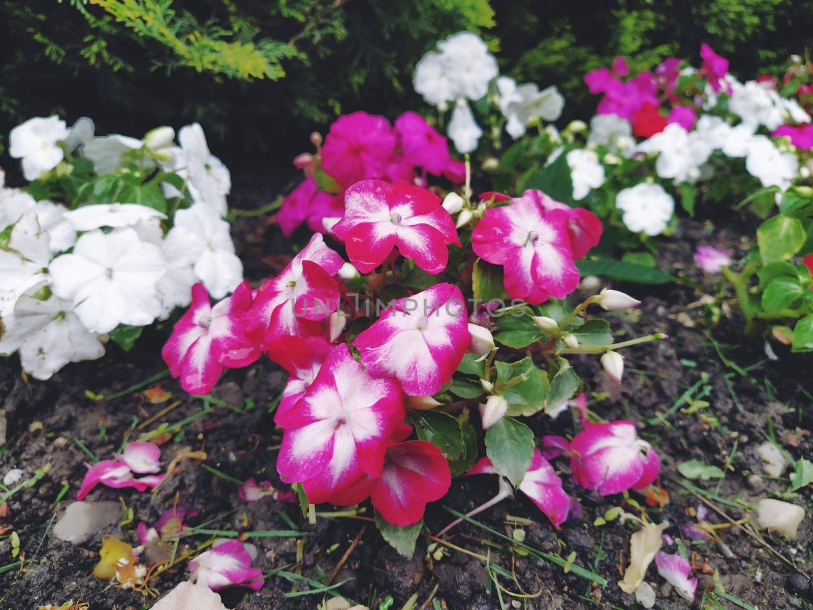 Petunia is a genus of herbaceous or semi-shrub perennial plants of the Solanaceae family. An ornamental variety grown as an annual, Petunia hybrida, or Petunia garden. White and pink striped flowers.