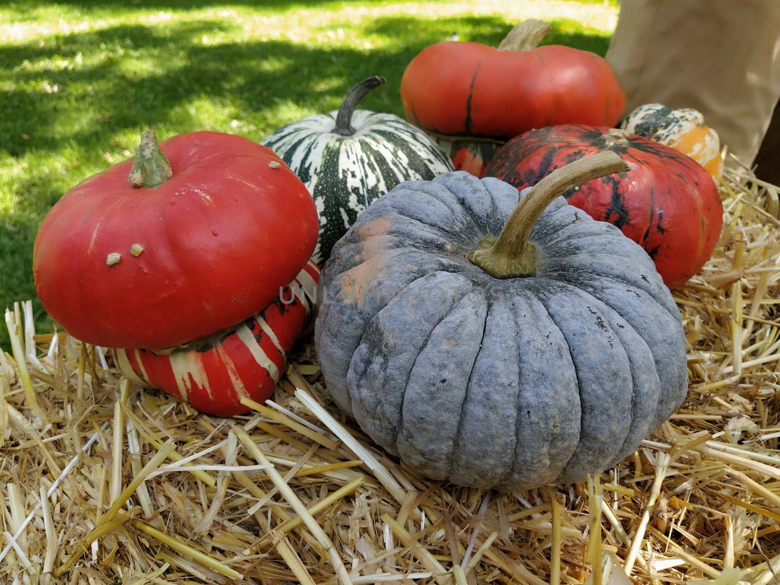 Gray pumpkin and several orange pumpkins on straw. Botanical variety of pumpkins. Vegetables zucchini and squash. Halloween symbol. Autumn harvest. Allhalloween, All Hallows Eve, or All Saints Eve.