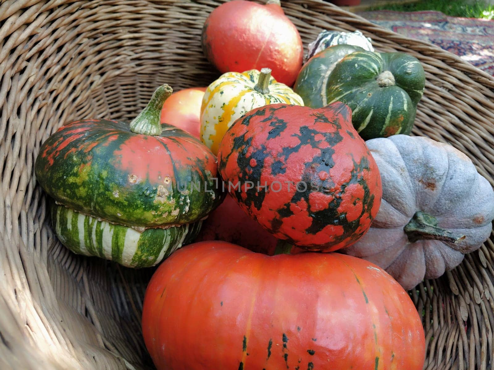 A gray pumpkin and several orange pumpkins in a wicker basket. Botanical variety of pumpkins. Vegetable harvest zucchini and squash. Halloween symbol. Allhalloween, All Hallows Eve, or All Saints Eve