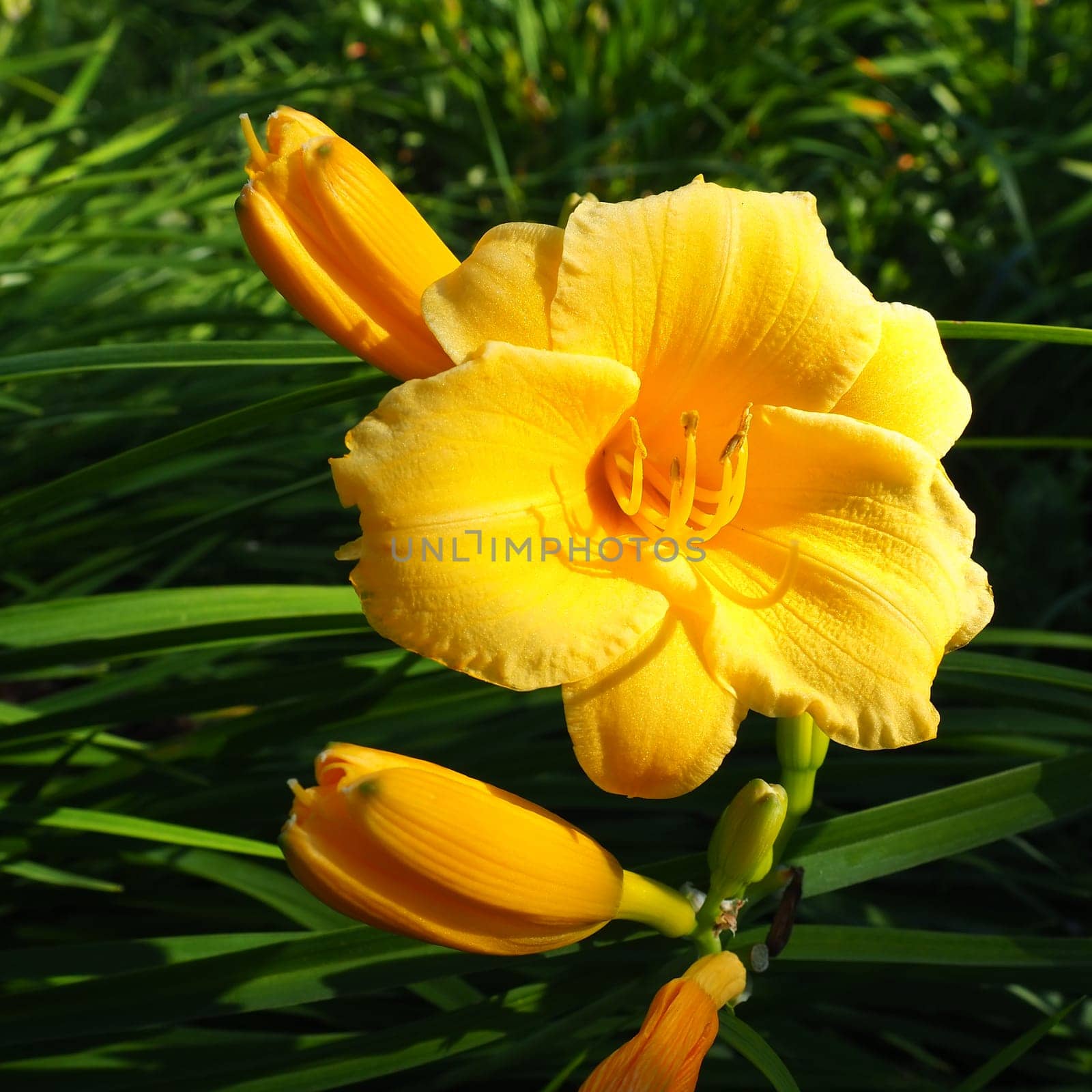 Daylily, or beautiful lemon-yellow, is a beautifully flowering perennial herbaceous plant. Long thin green leaves. Flowering as a hobby. Hemerocallis lilioasphodelus yellow variety