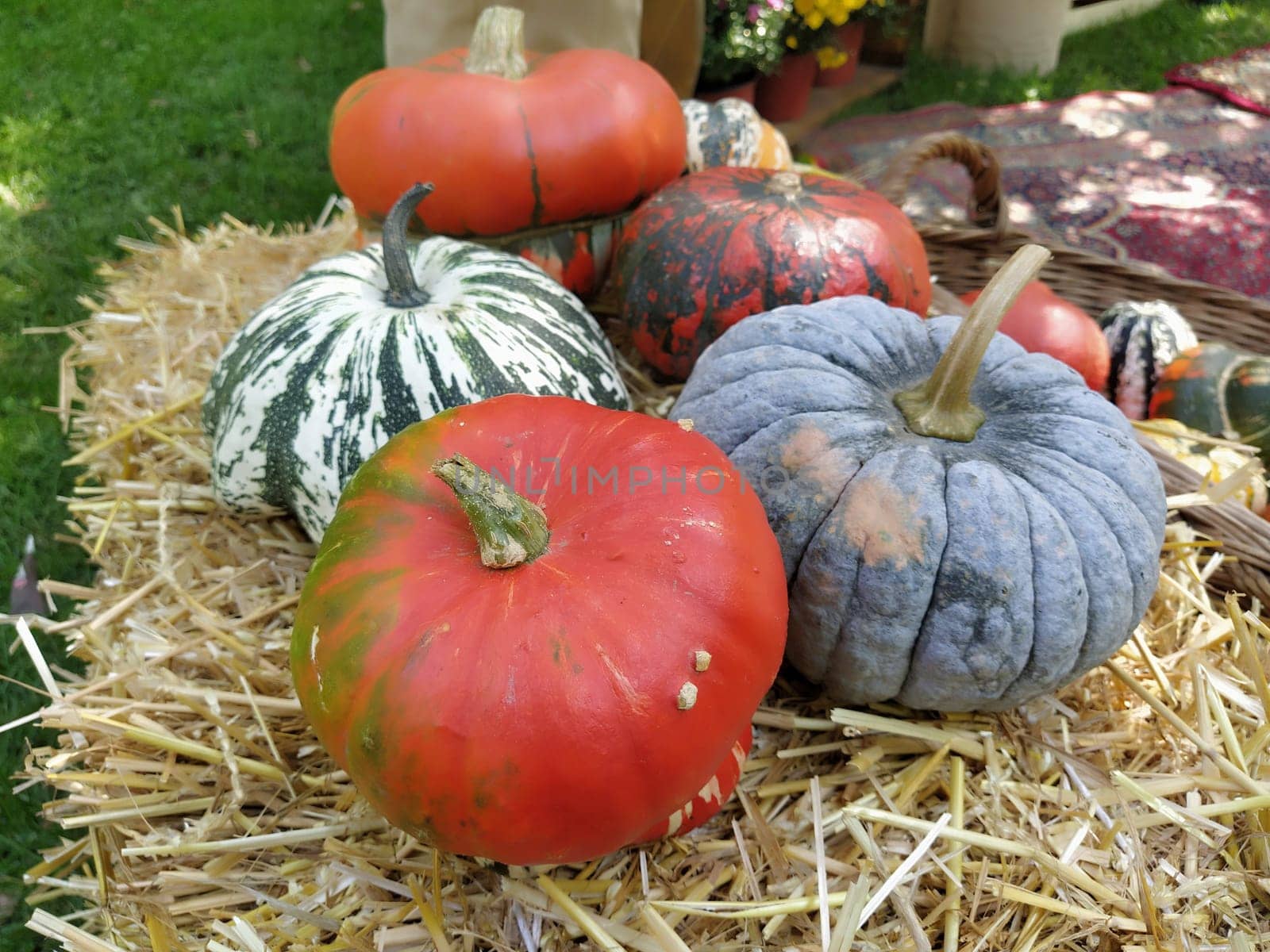 Gray pumpkin and several orange pumpkins on straw. Botanical variety of pumpkins. Vegetables zucchini and squash. Halloween symbol. Autumn harvest. Allhalloween, All Hallows Eve, or All Saints Eve.
