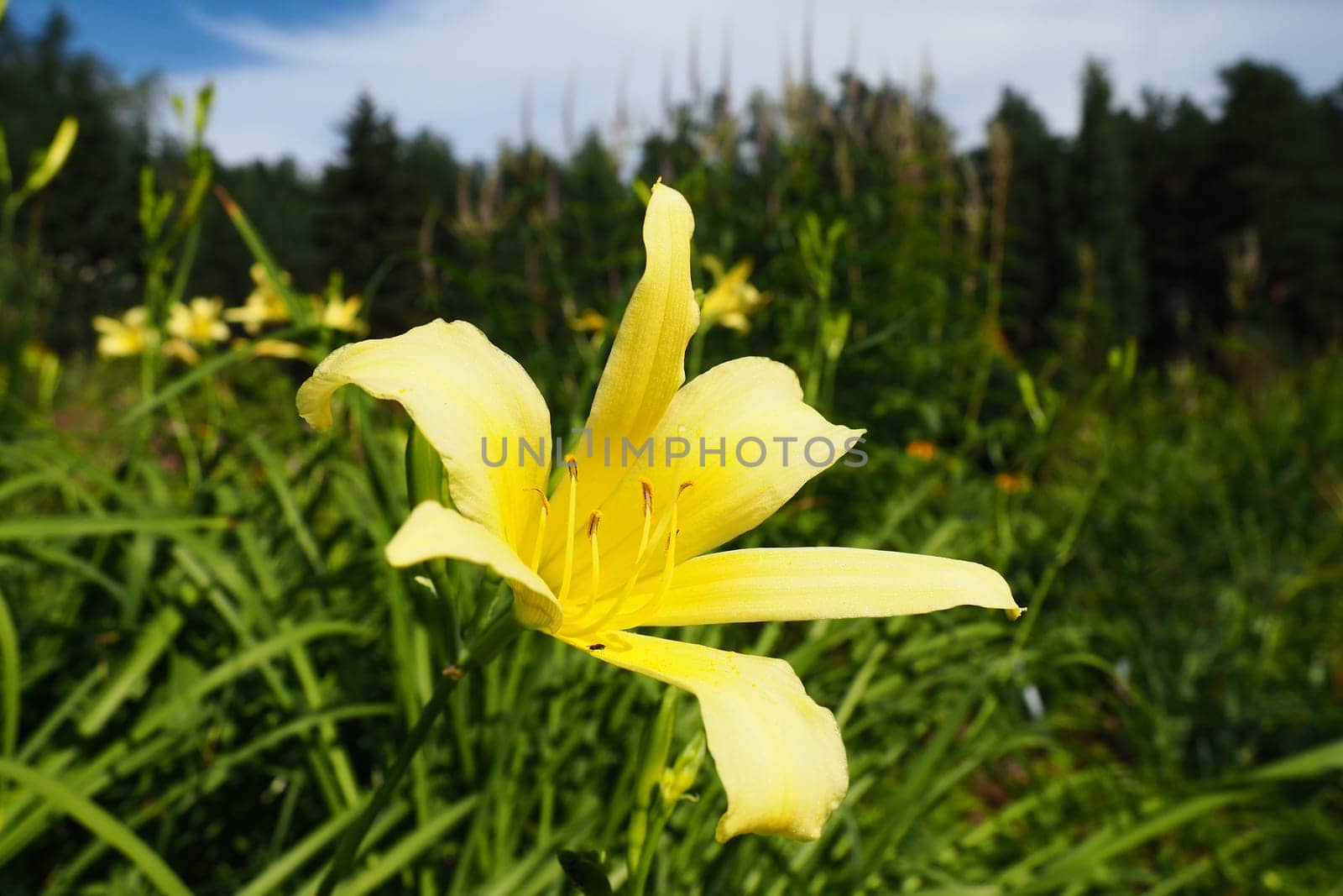 Daylily, or beautiful lemon-yellow, is a beautifully flowering perennial herbaceous plant. Long thin green leaves. Flowering as a hobby. Hemerocallis lilioasphodelus yellow variety