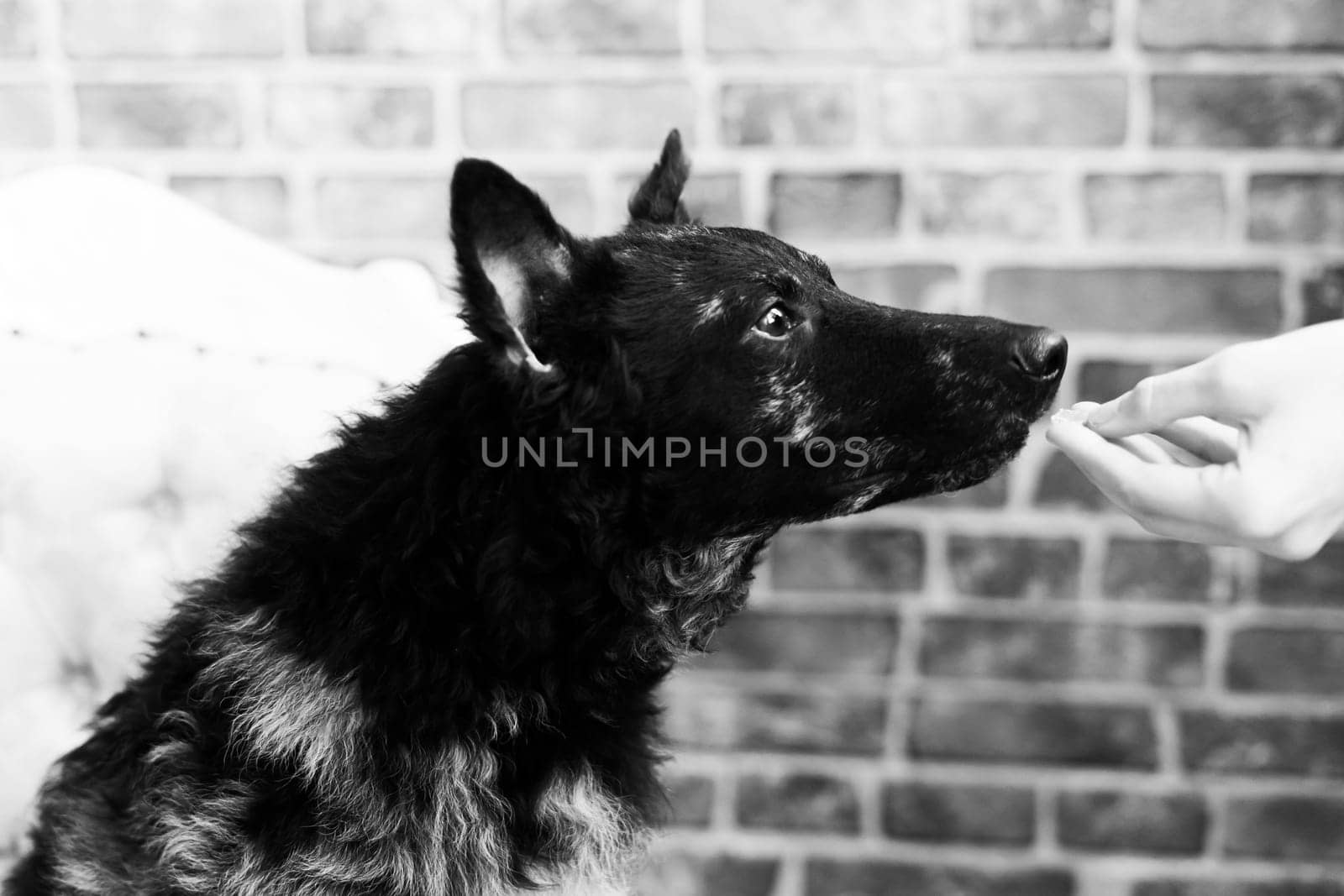 Woman feeding mudi dog on a studio or at home, closeup