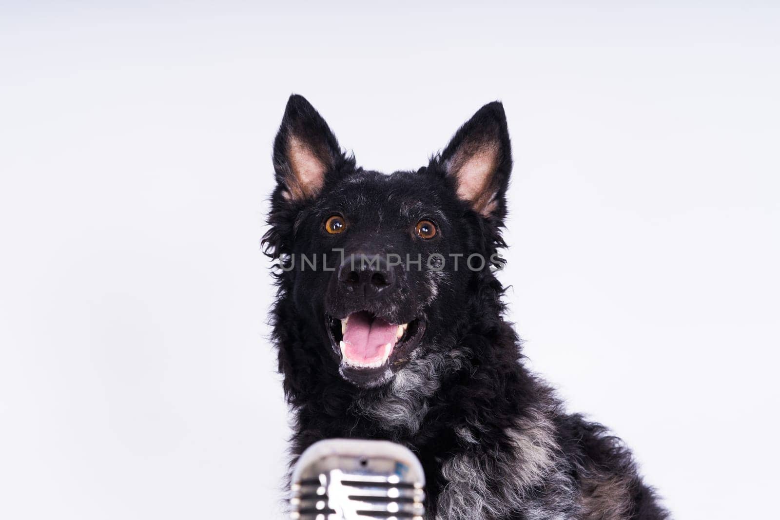 Black curly dog closeup portrait in a studio, posing, smiling