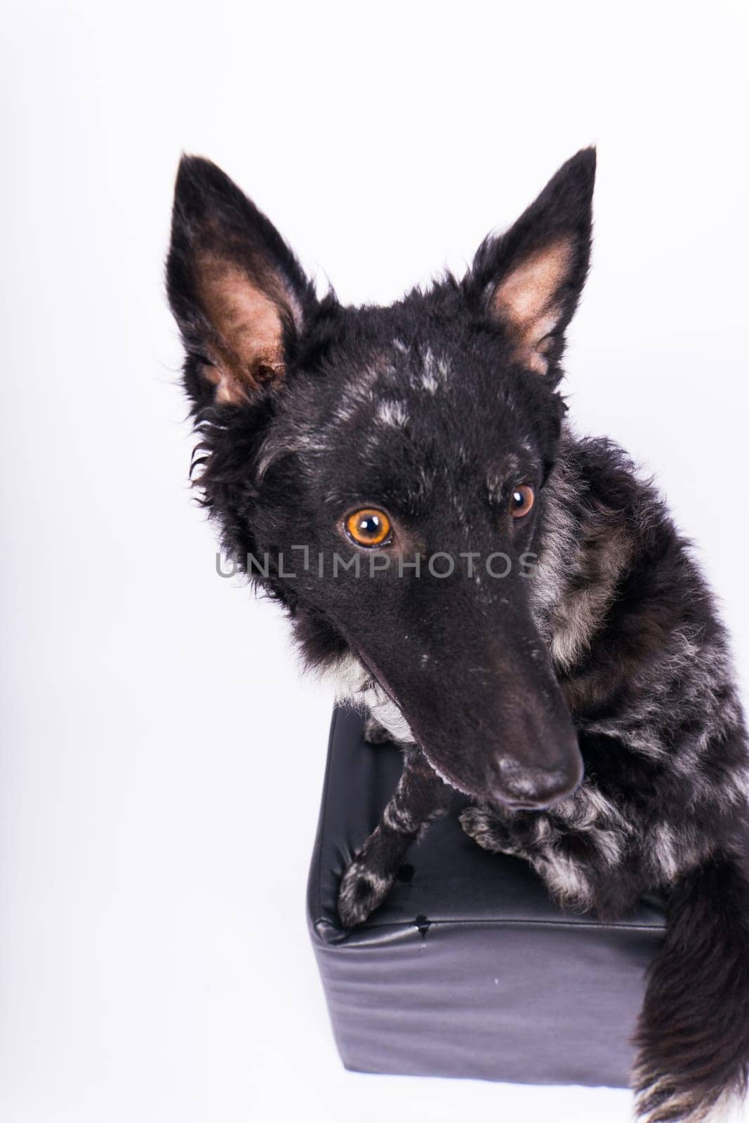 Black curly dog closeup portrait in a studio, posing, smiling