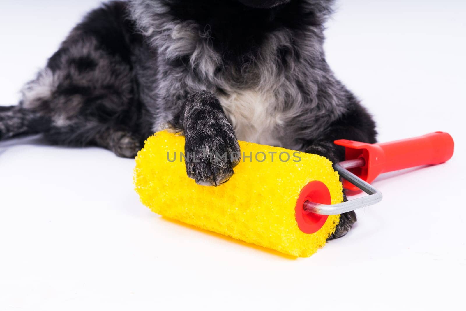 Man painting his dog doing renovation work in room. Good relationship between dog and his owner