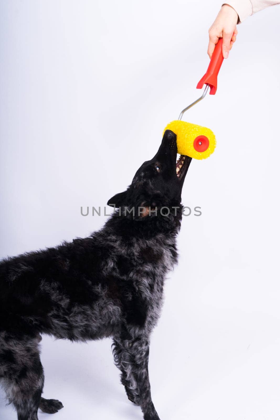 Man painting his dog doing renovation work in room. Good relationship between dog and his owner