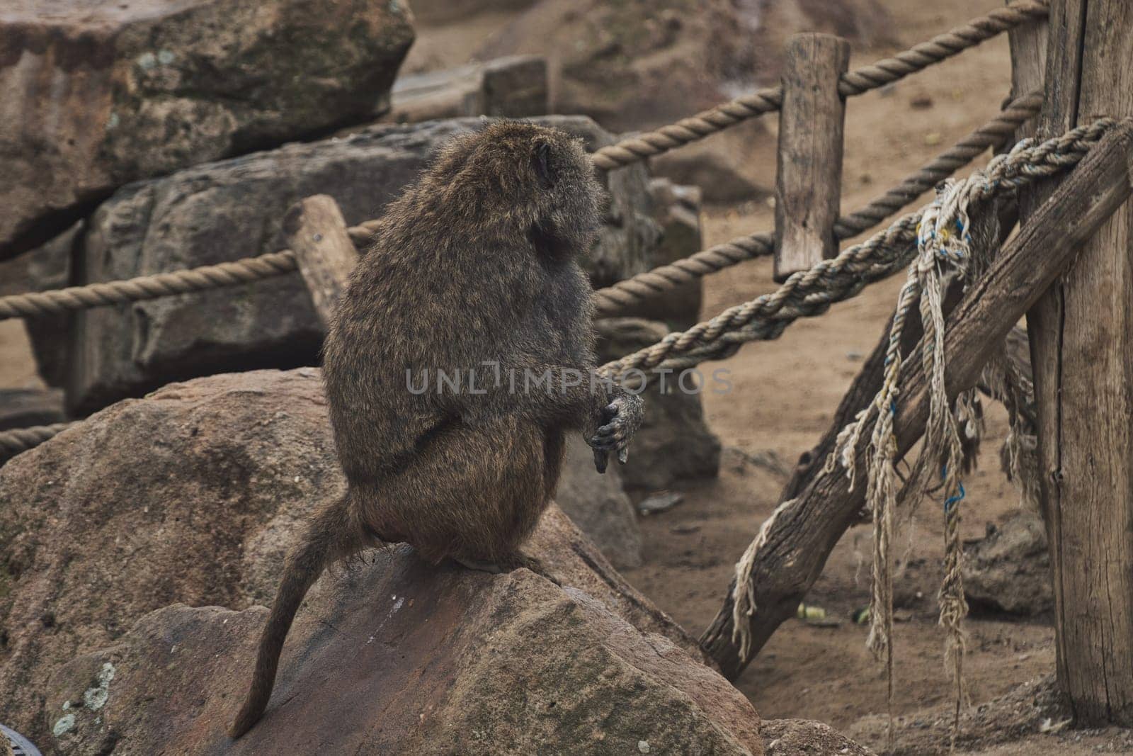 Back of an anubis baboon, sad monkey in a zoo