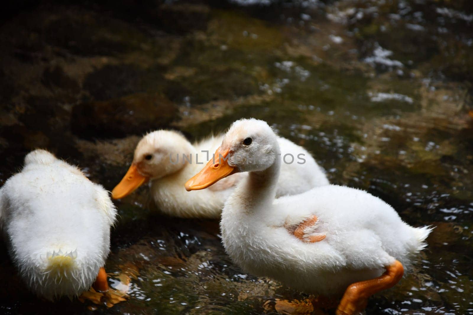 Closeup shot of white ducklings in a river in Ihlara Valley, Guzelyurt in Turkey