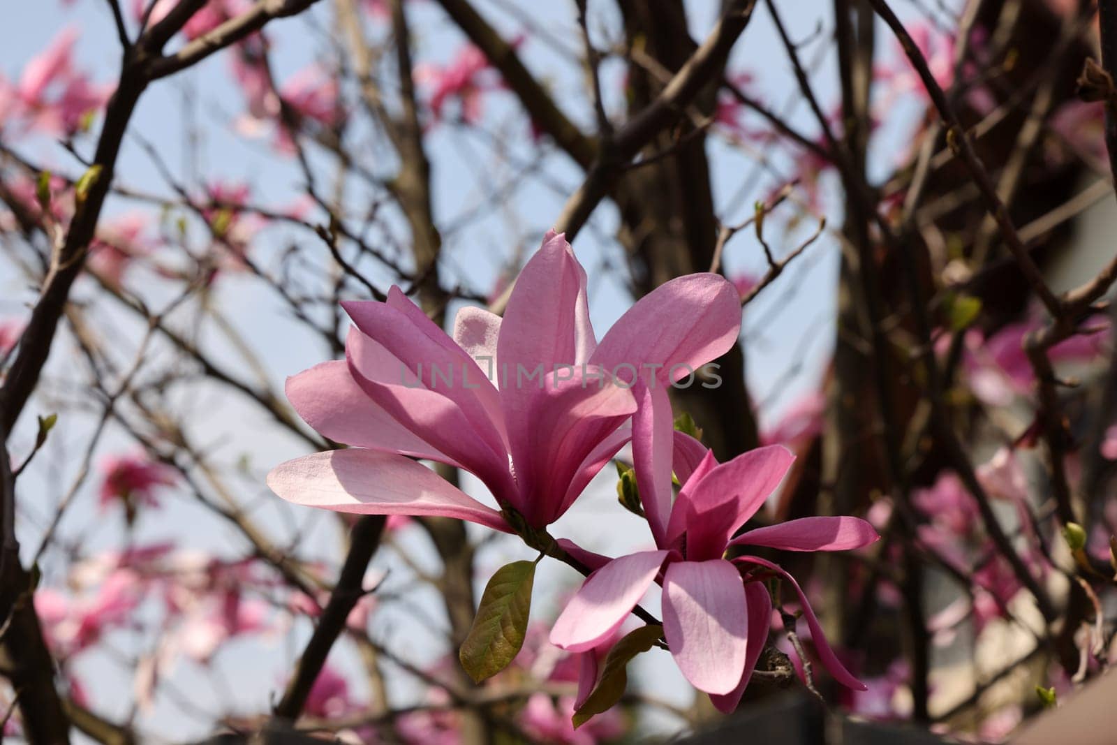 Beautiful magnolia tree blossom in spring. Pink magnolia flowers on a tree branch.