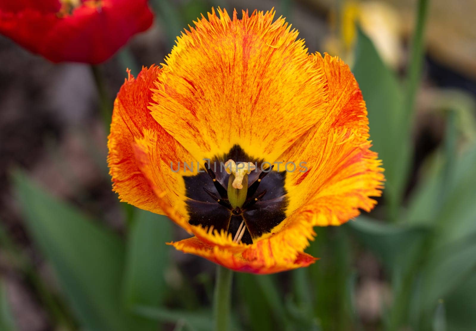 Yellow and orange tulips flowers blooming in a garden
