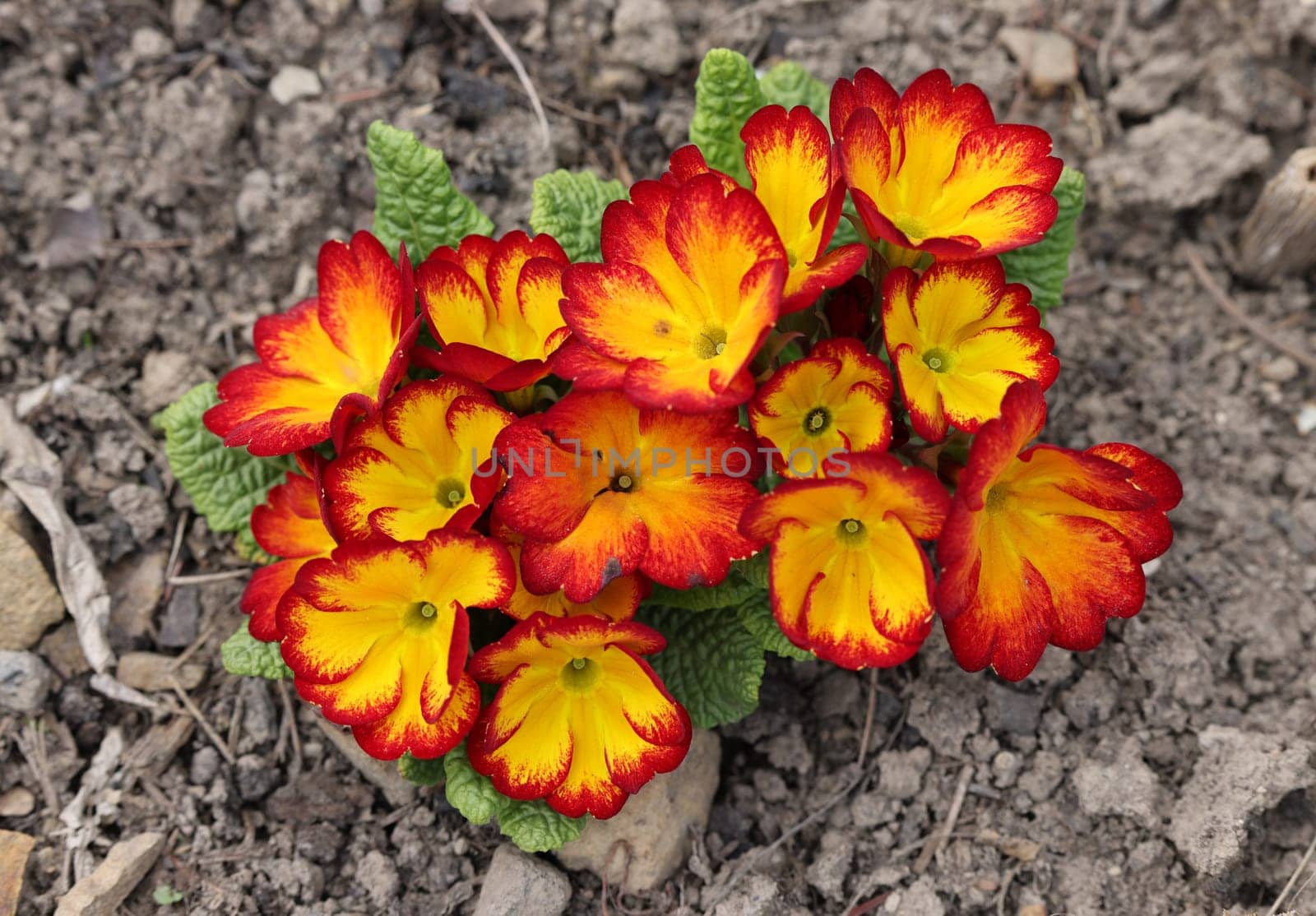 Orange and yellow English Primrose - Latin name - Primula Polyanthus hybrids
