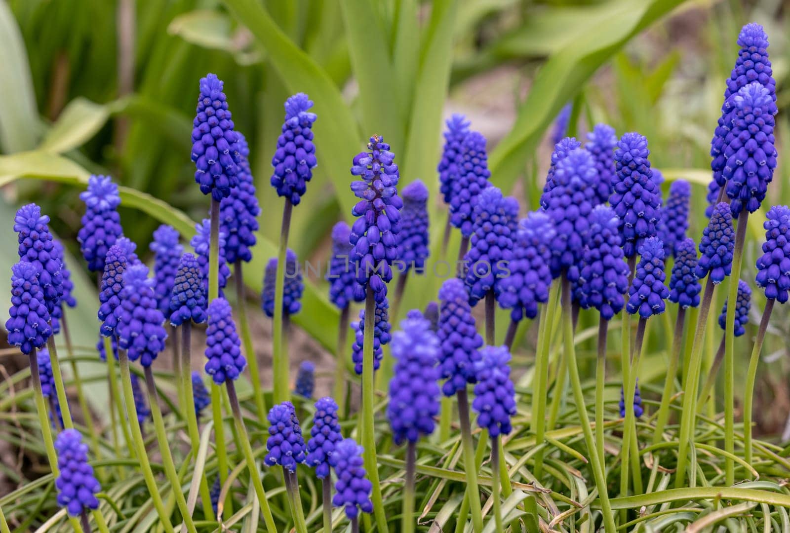 Grape Hyacinth Muscari Armeniacum Flowering In Early Spring.