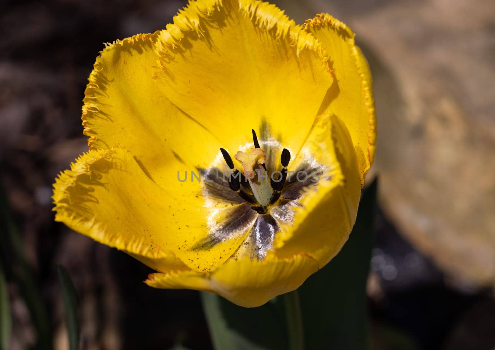 Yellow tulip flower blooming in a garden