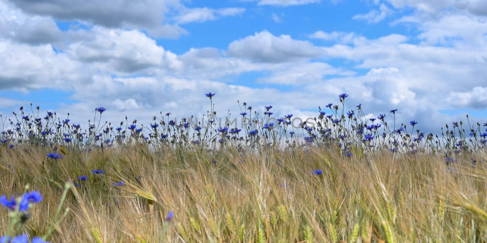 Lots of blue cornflowers in the cornfield,blue sky and white clouds