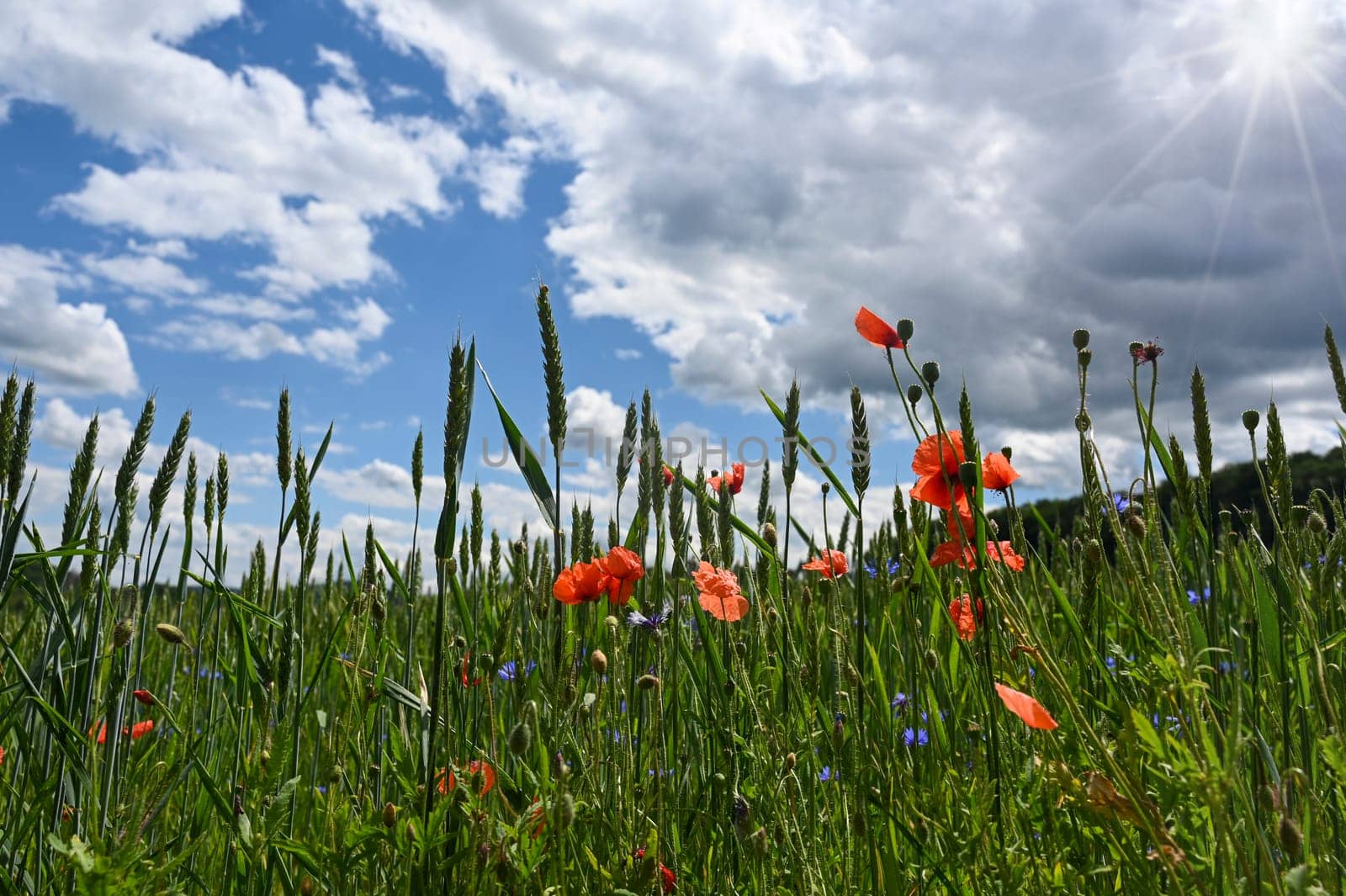 Field with green cereals, red poppies, blue cornflowers , blue sky, clouds and sun