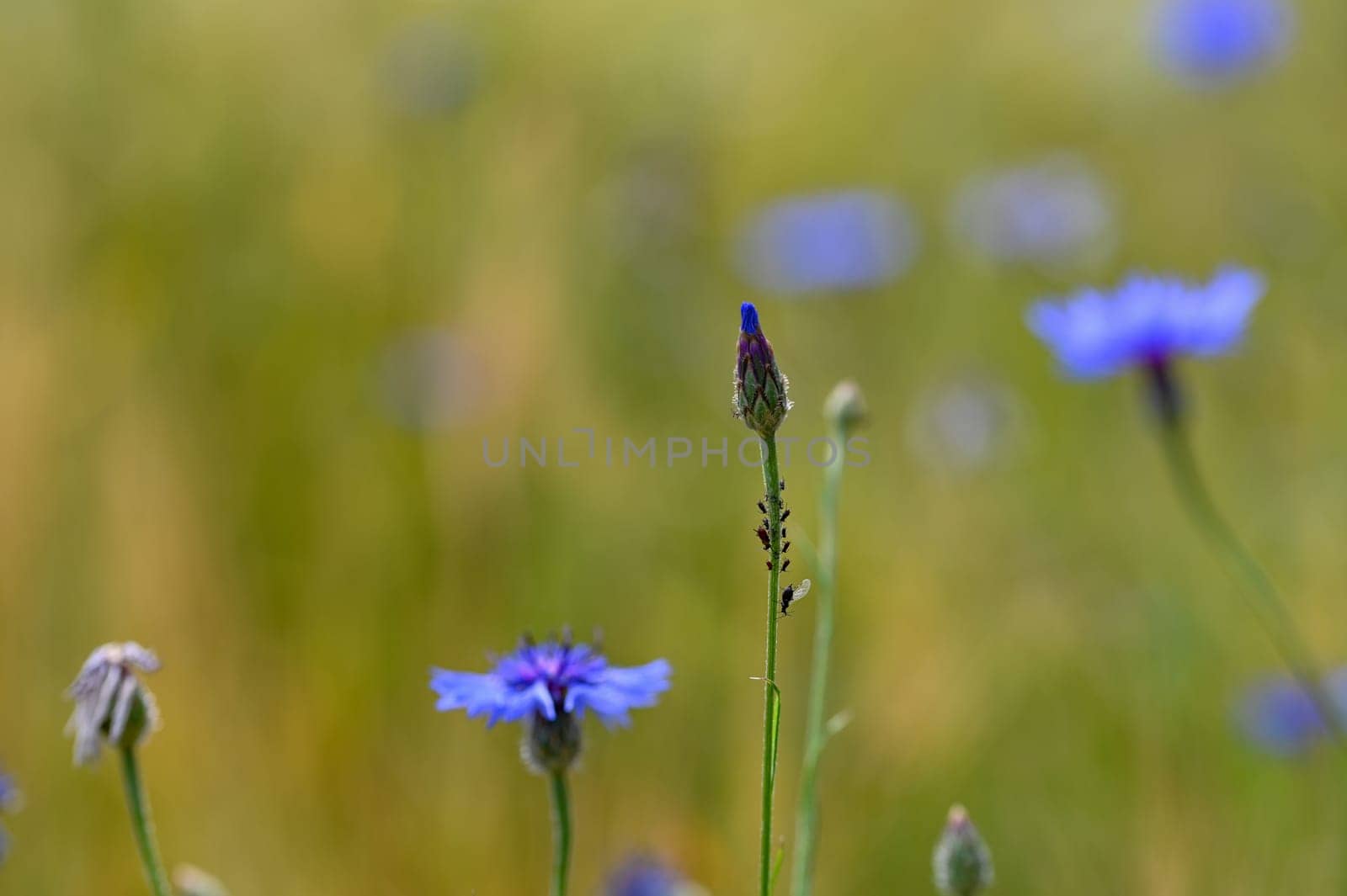 A cornflower bud in the cornfield, with aphids on the stem
