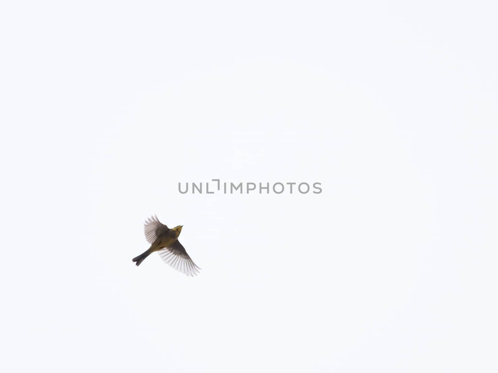 Flying bird on white background