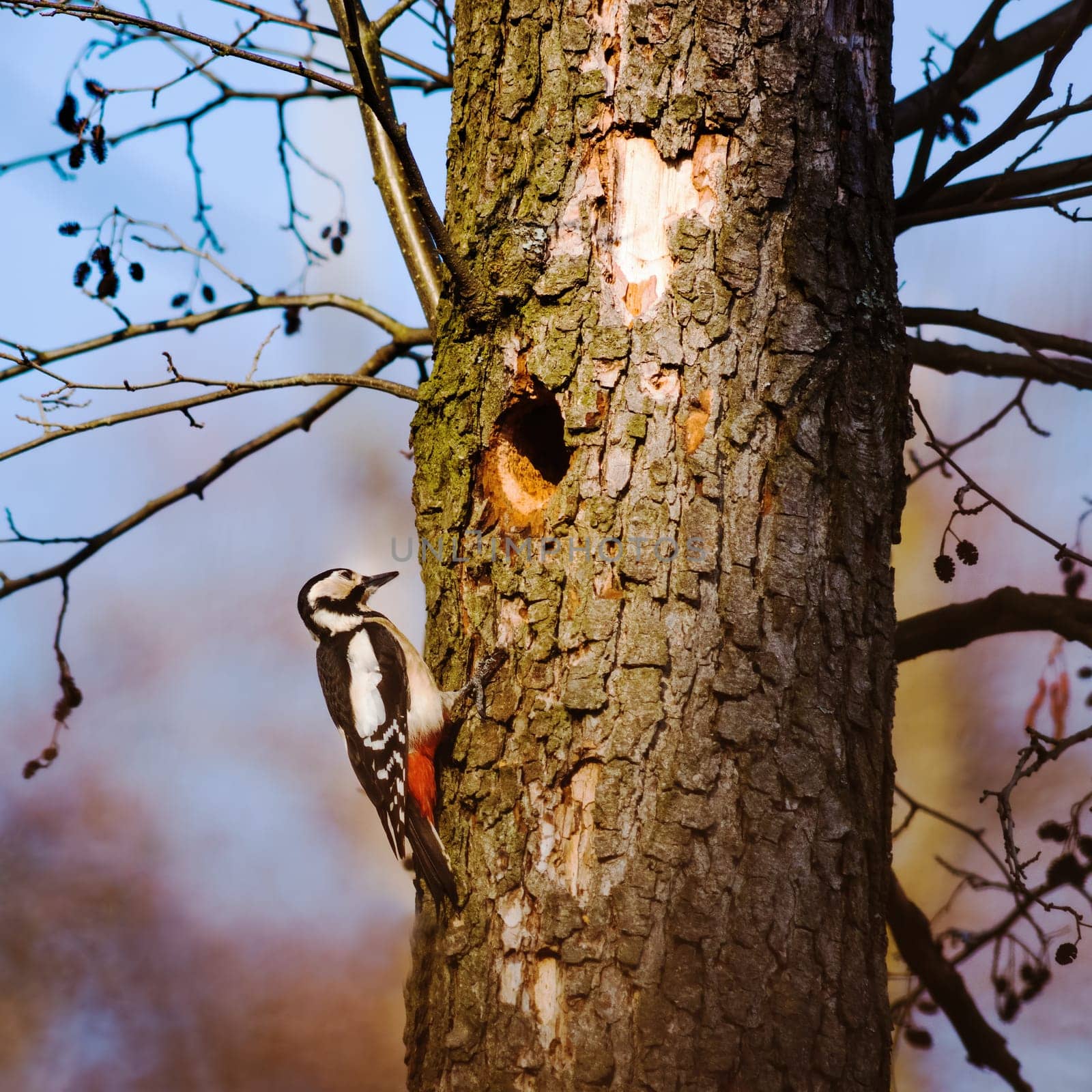 Woodpecker on a tree taking care of his nest