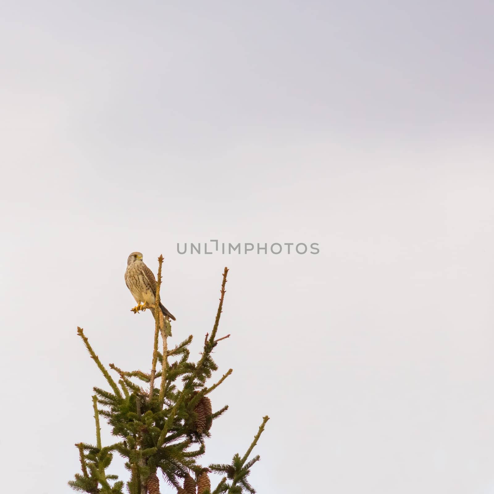 Kestrel resting in a tree