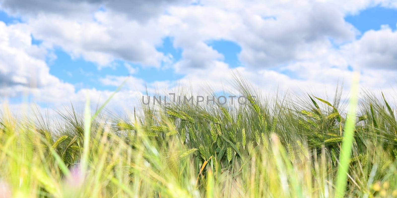 Grain field before harvest with blue sky and clouds