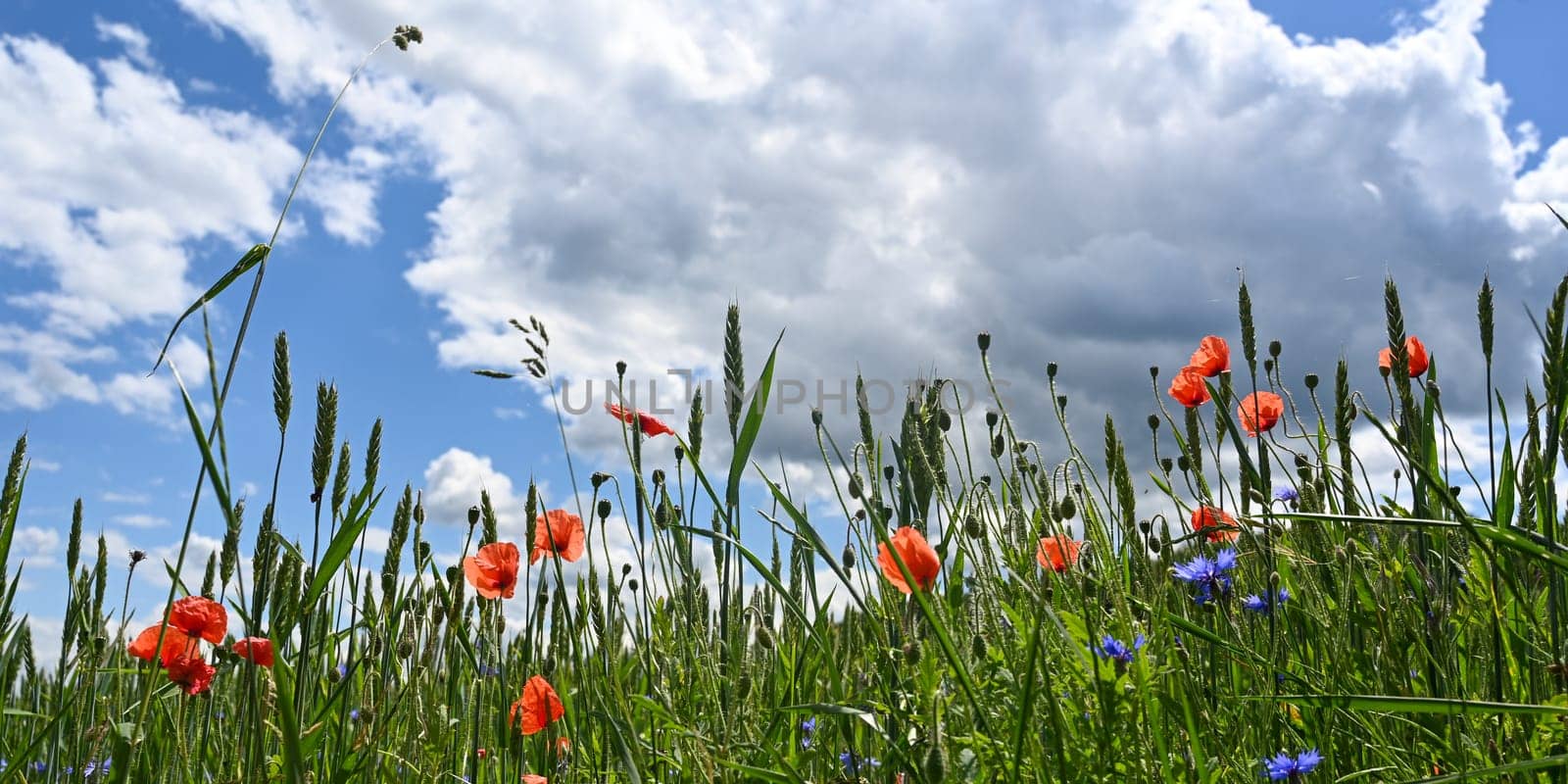 Field with green cereals, red  poppies, blue cornflowers and blue sky