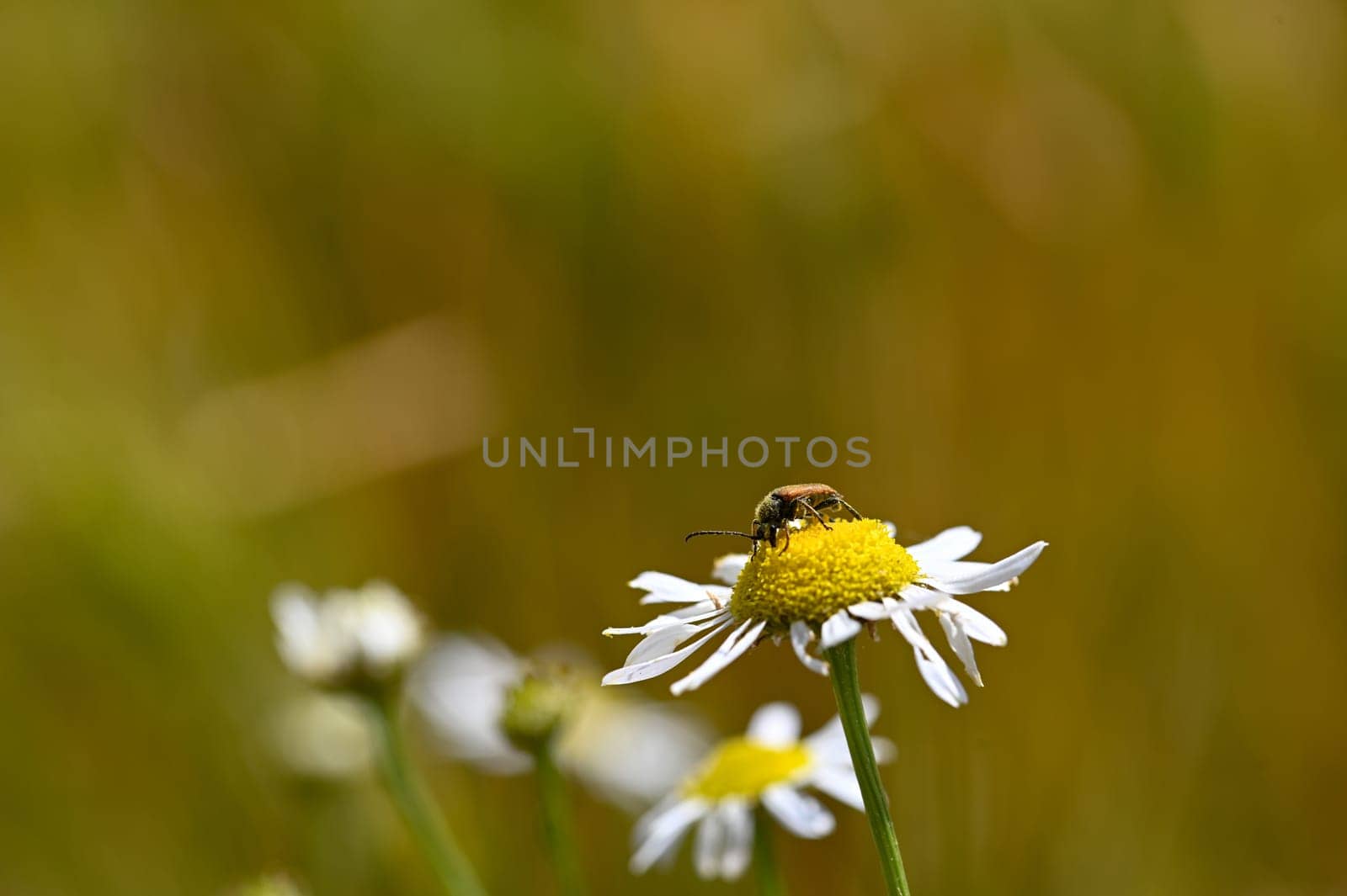 A red-necked beetle (Stictoleptura rubra) with lots of pollen on the body, on a white yellow flower in nature