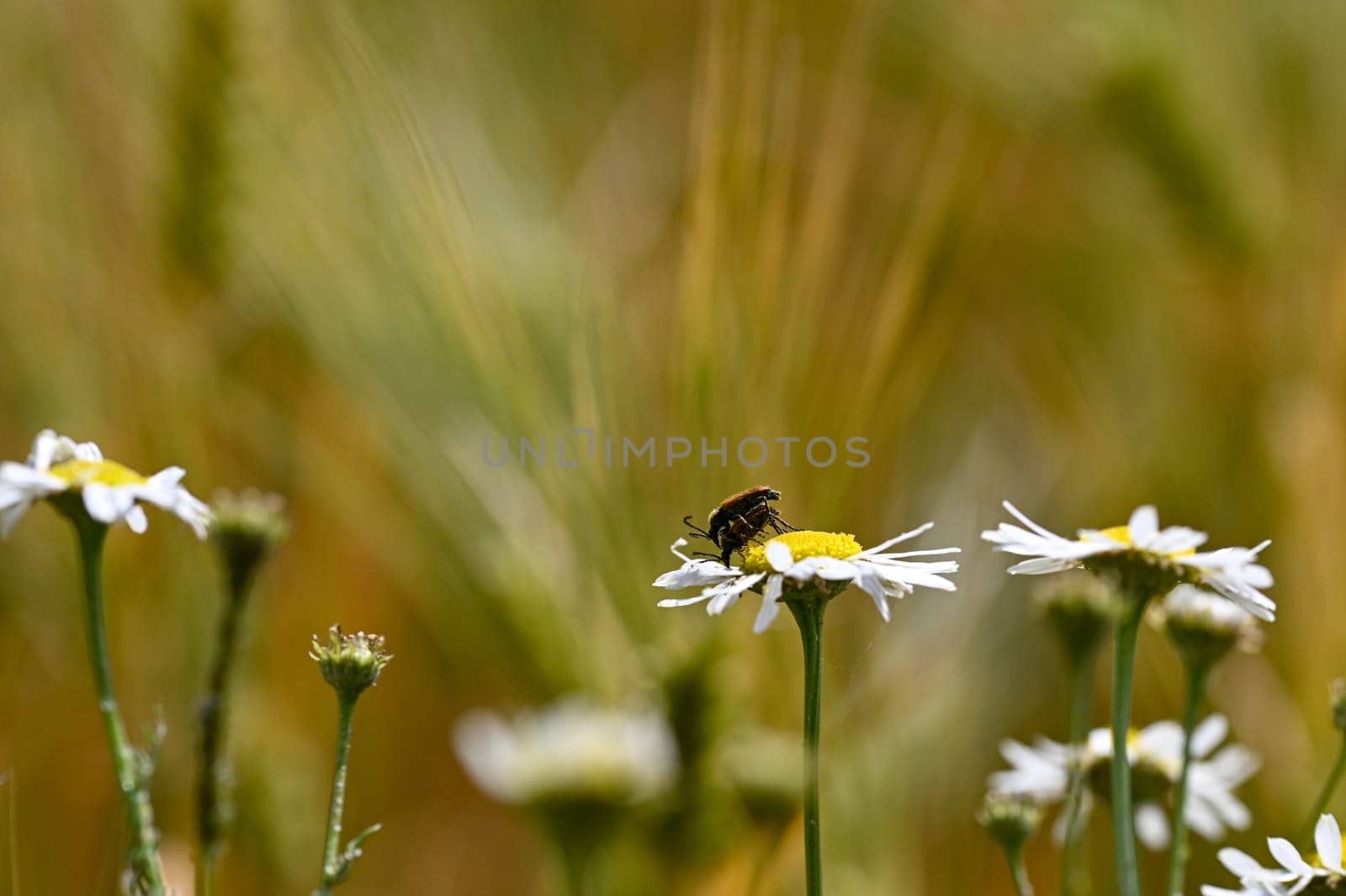Two Red-necked Bucks (Stictoleptura rubra) mating, with lots of pollen on the body, on a white-yellow flower in nature