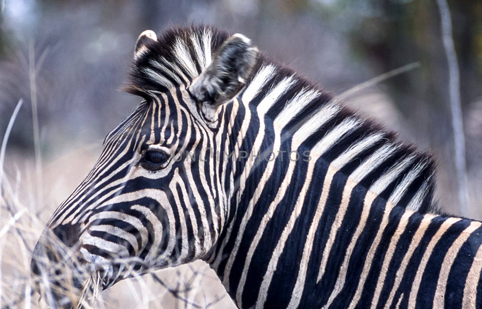 Plains Zebra, (Equus burchellii), Kruger National Park, Mpumalanga, South Africa, Africa.