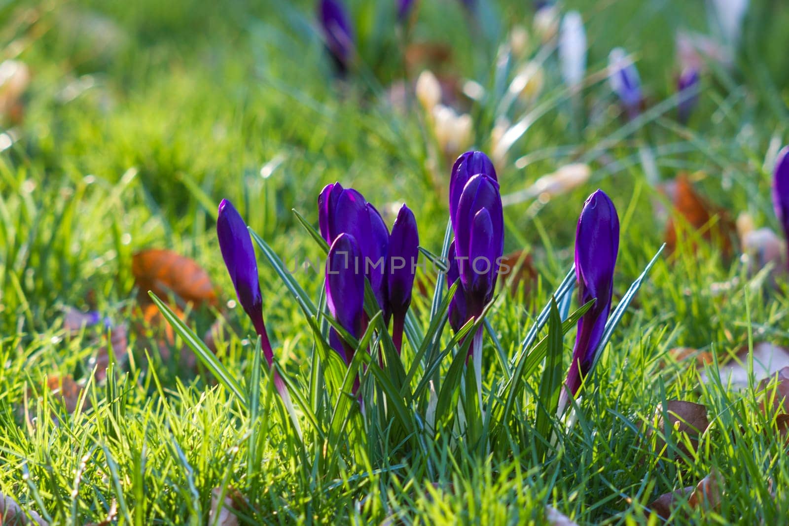 crocus flowers in a garden - fresh spring flowers