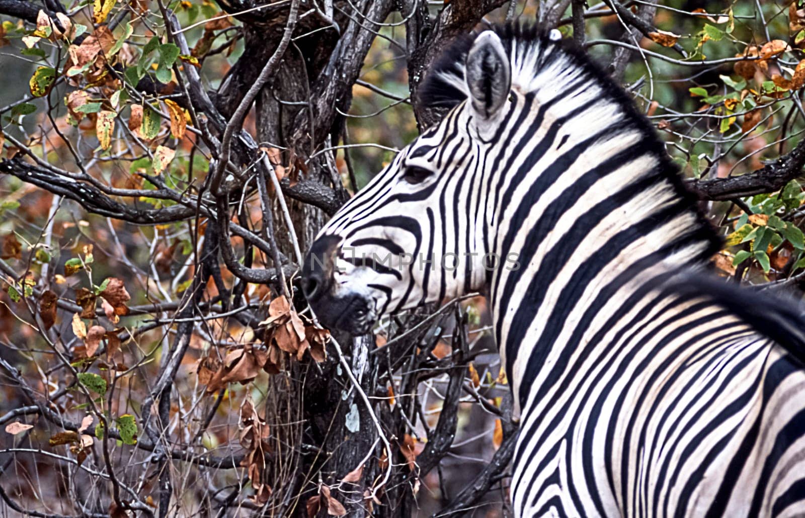 Plains Zebra, (Equus burchellii), Kruger National Park, Mpumalanga, South Africa, Africa