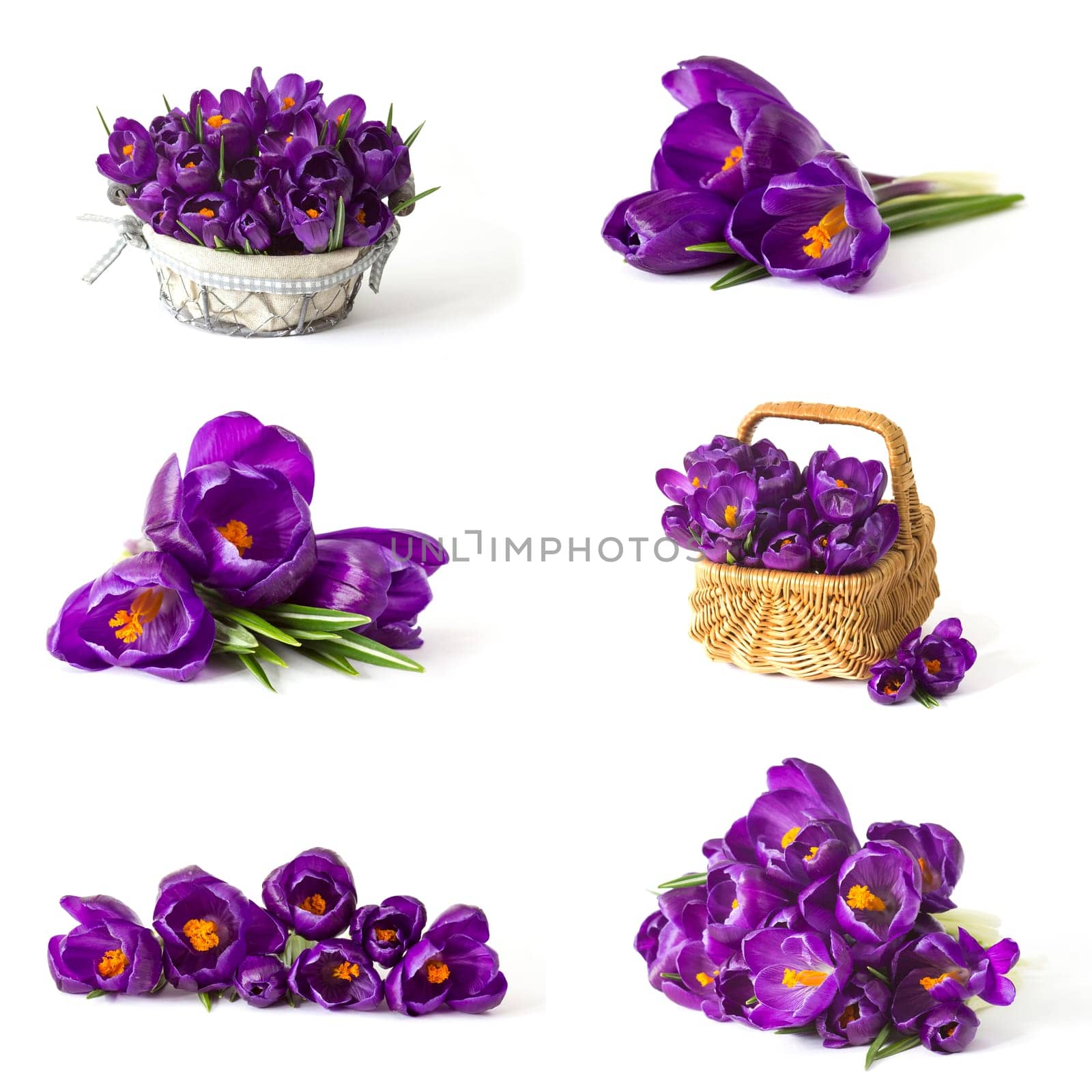 crocus flower on white background - fresh spring flowers - collage
