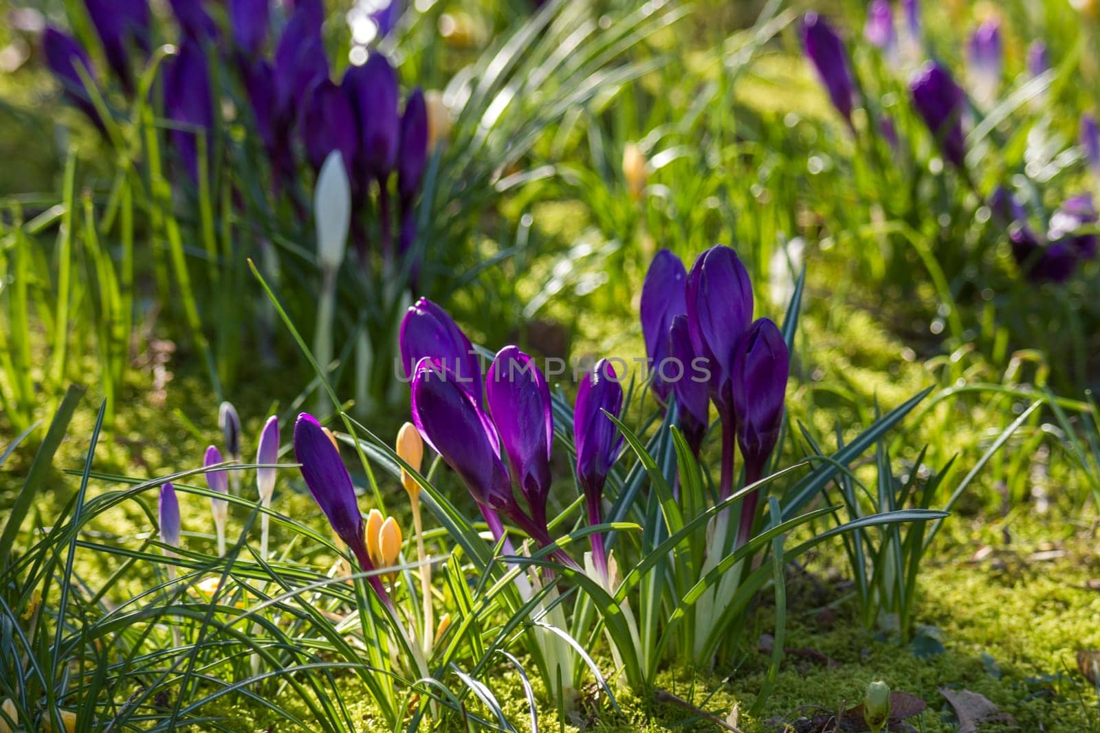 crocus flowers in a garden - fresh spring flowers