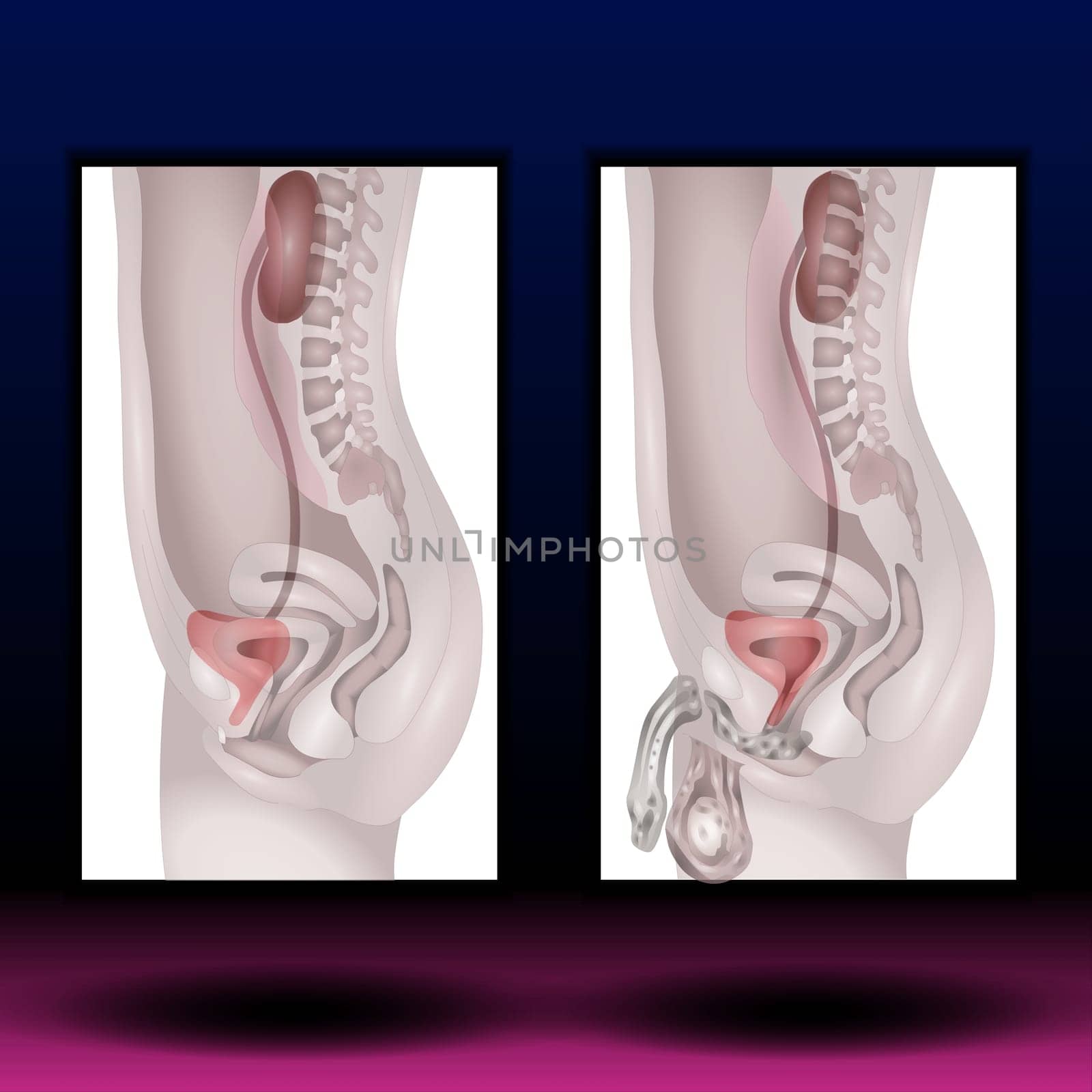 Male and female urogenital system. Vector illustration. Human anatomy.