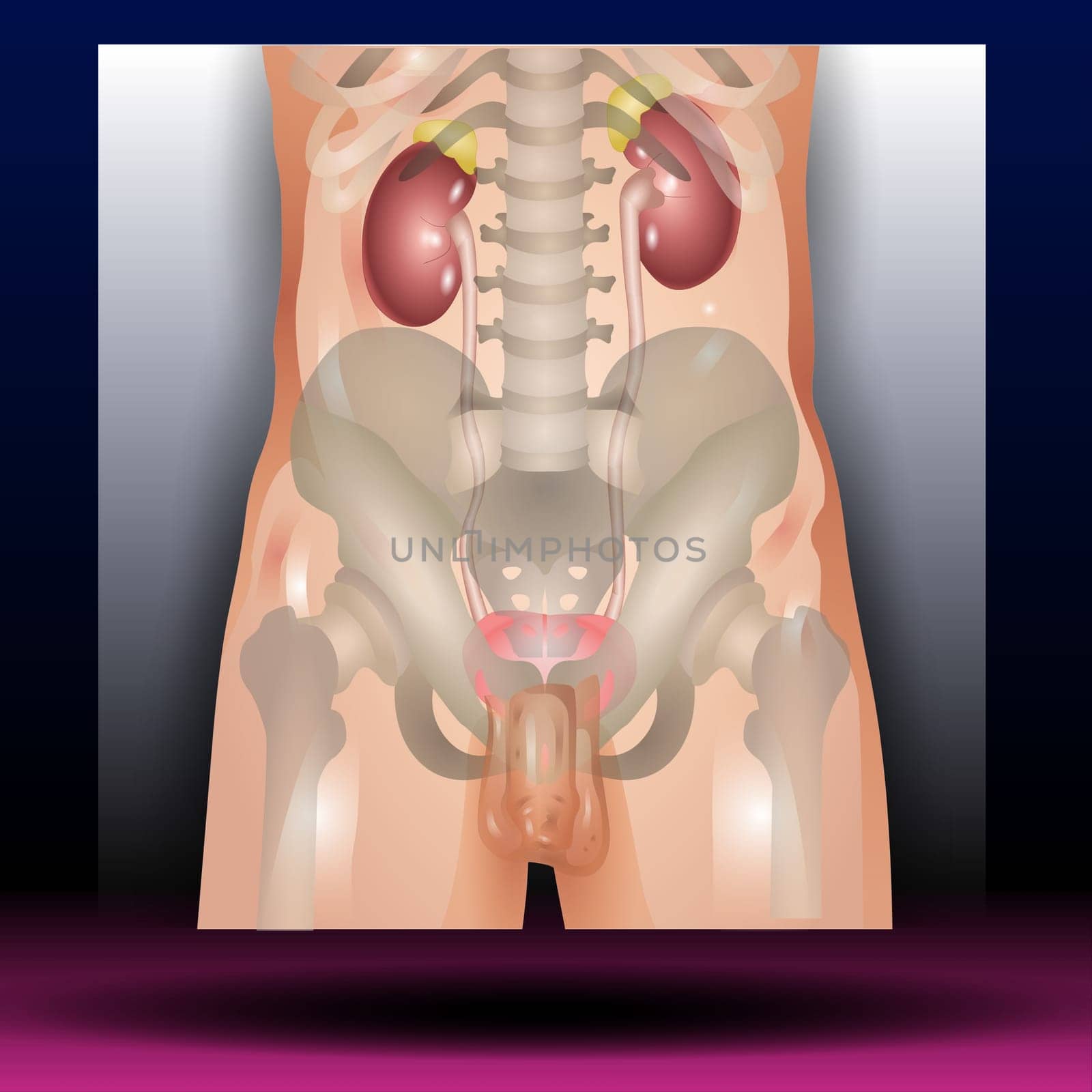 Male Genitourinary system consists of the kidneys, ureters, bladder, urethra and sex organs. reproductive and urinary system. Human silhouette. Vector Illustration.