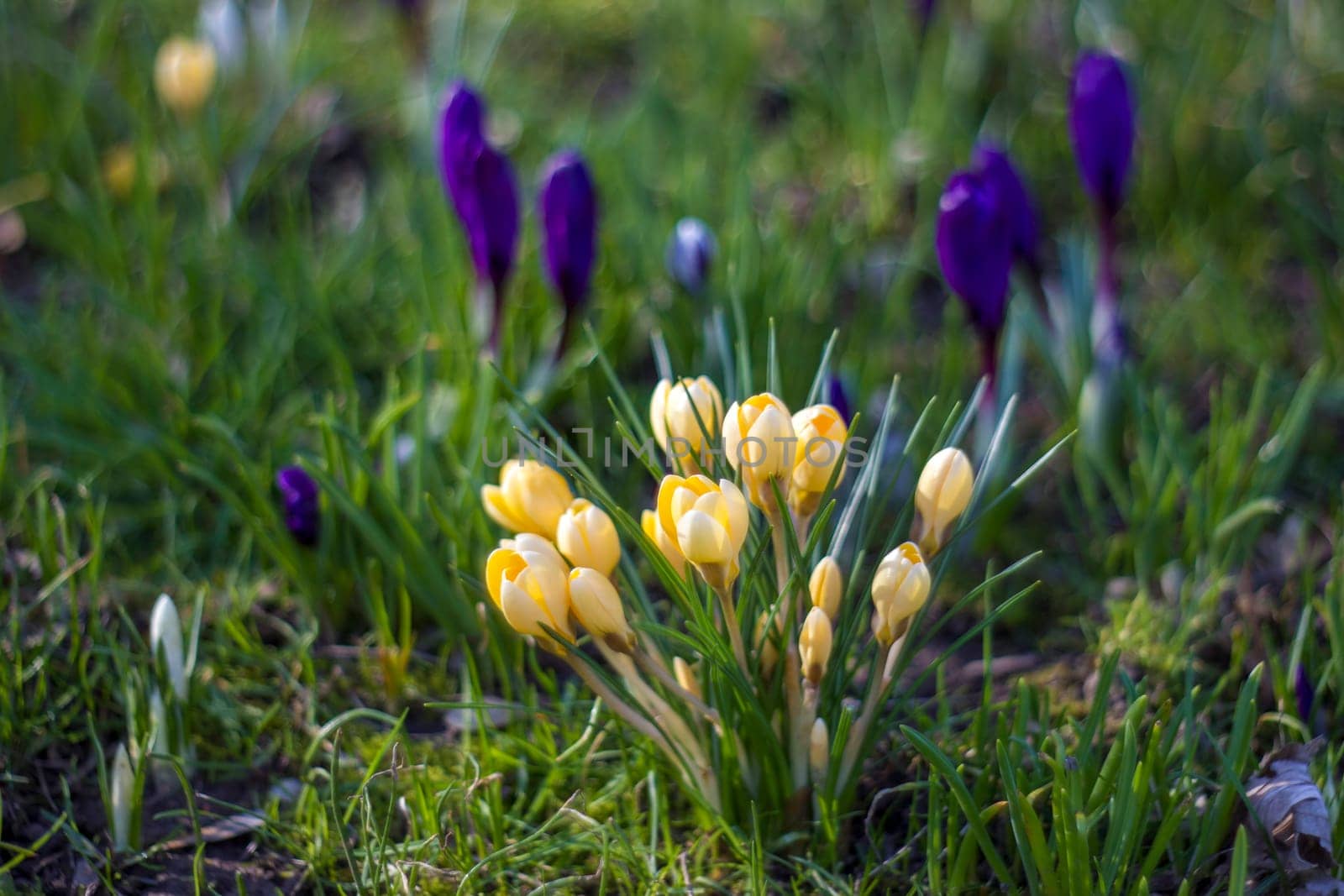 crocus flowers in a garden - fresh spring flowers