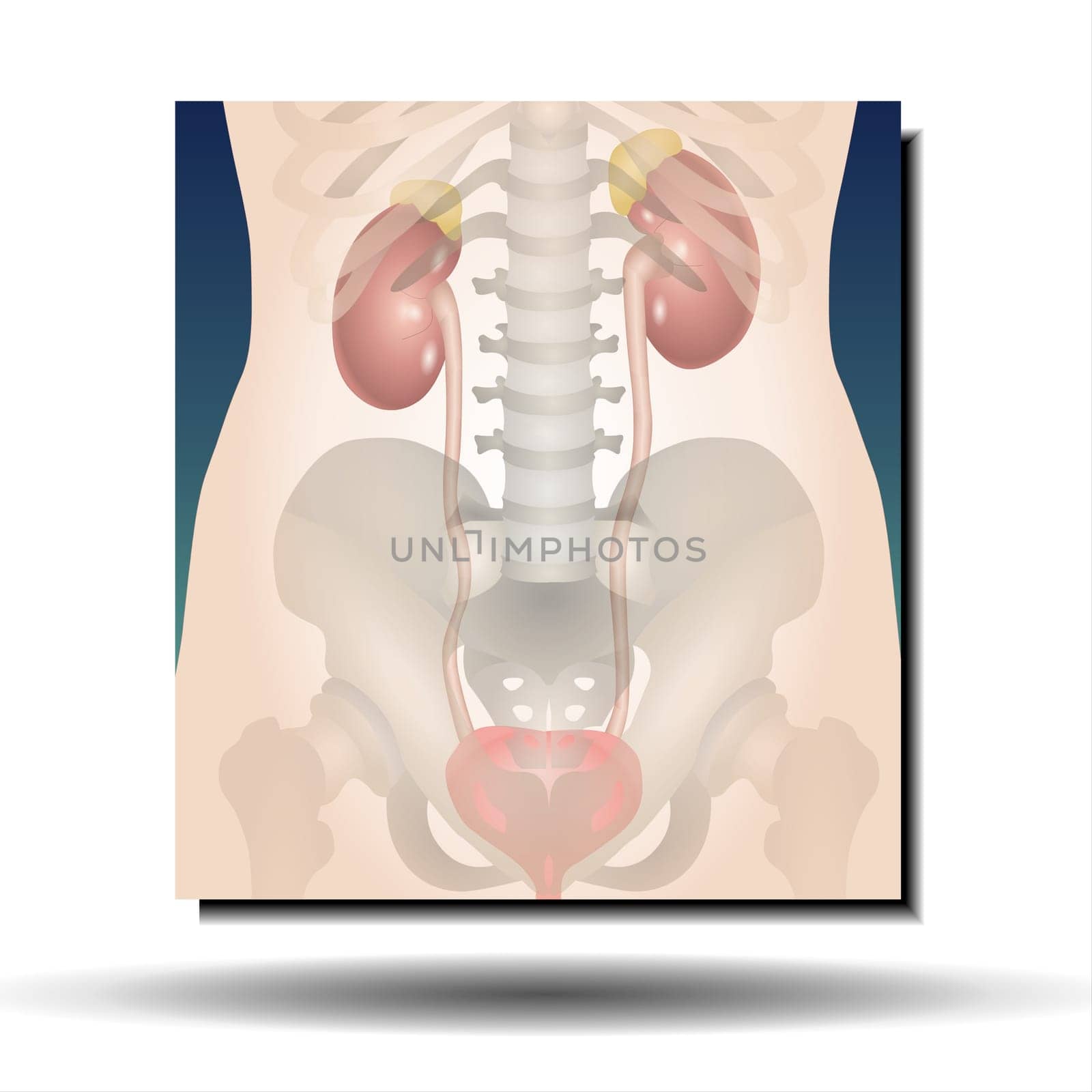 Female Genitourinary system consists of the kidneys, ureters, bladder, urethra and sex organs. reproductive and urinary system. Human silhouette. Vector Illustration.