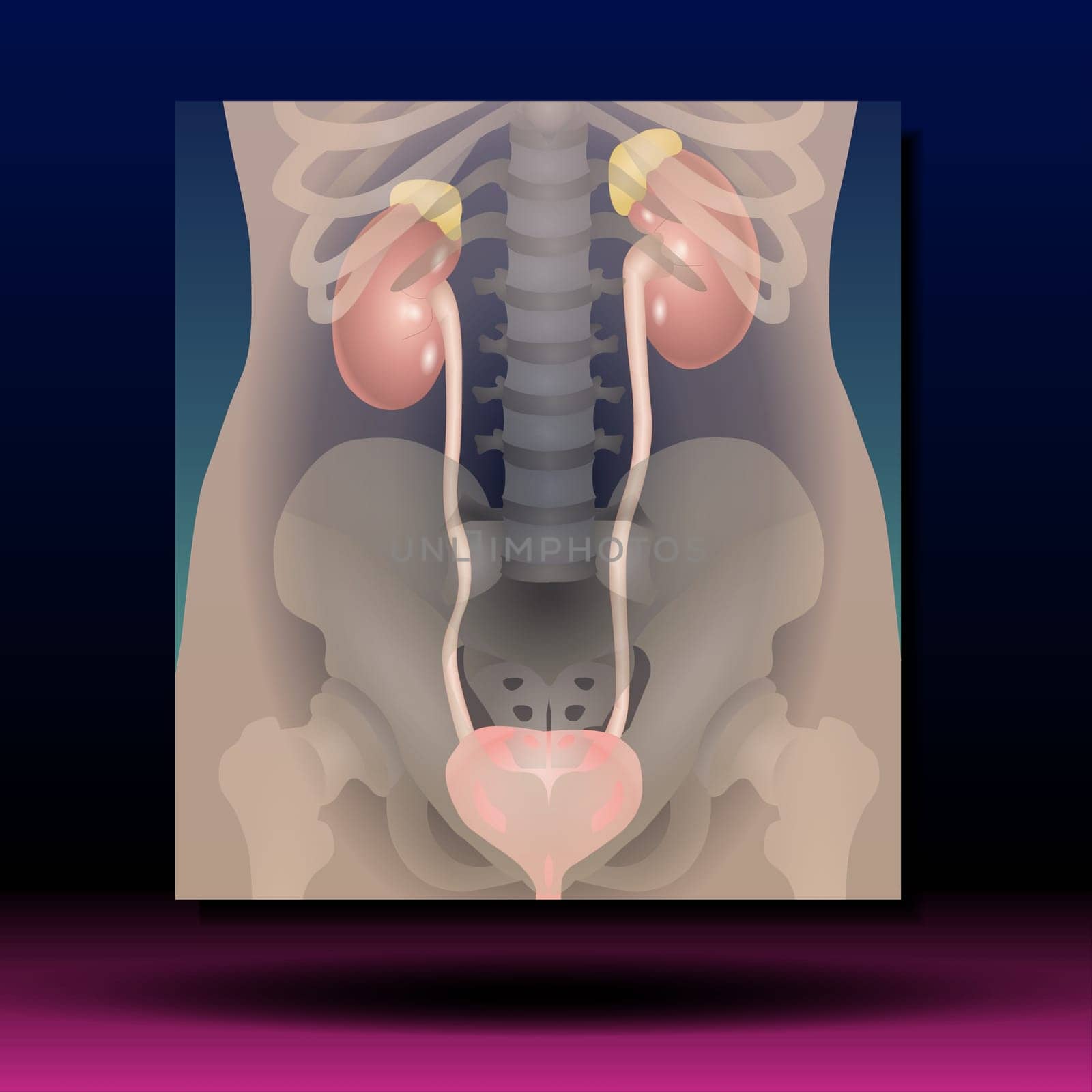 Female Genitourinary system consists of the kidneys, ureters, bladder, urethra and sex organs. reproductive and urinary system. Human silhouette. Vector Illustration.
