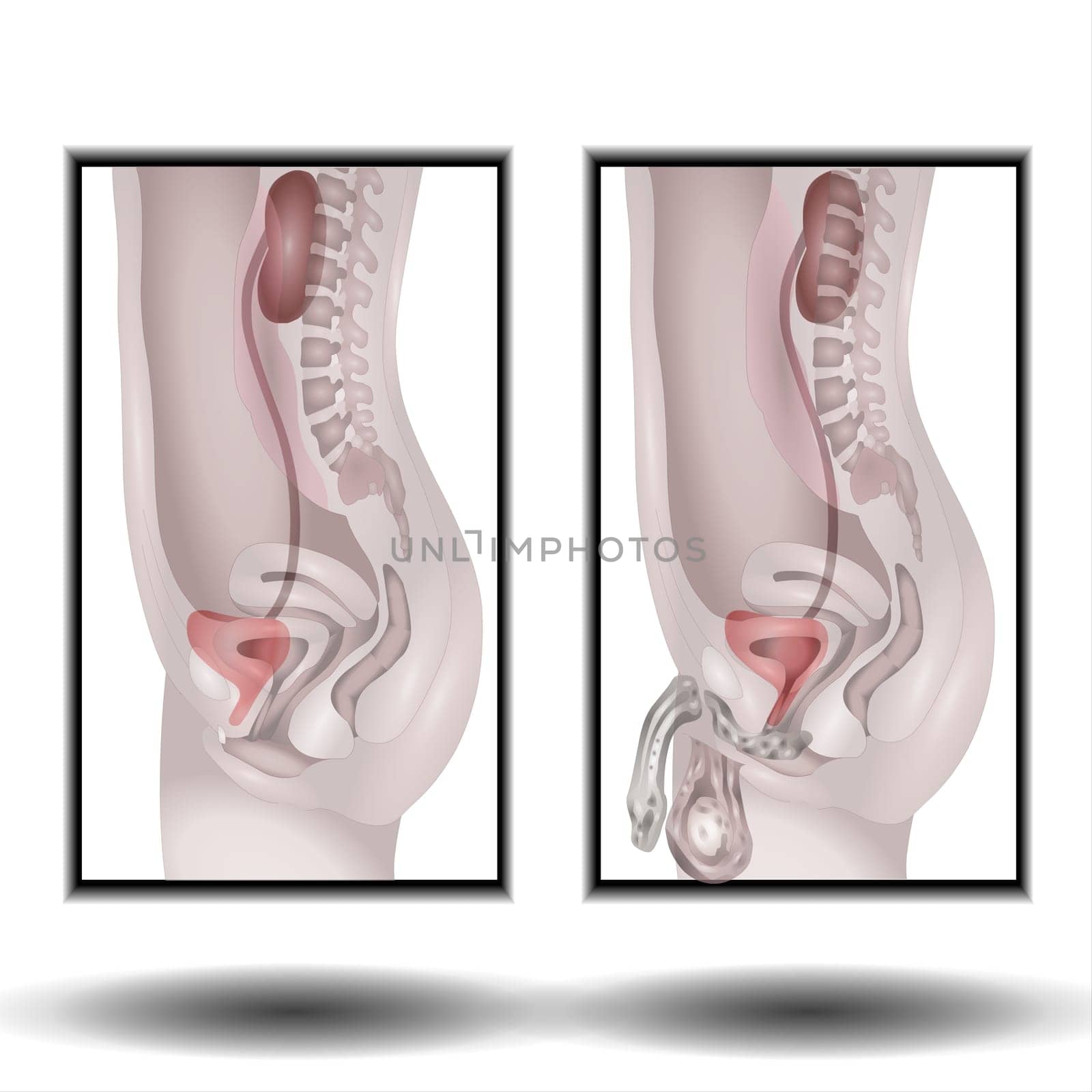 Male and female urogenital system. Vector illustration. Human anatomy.
