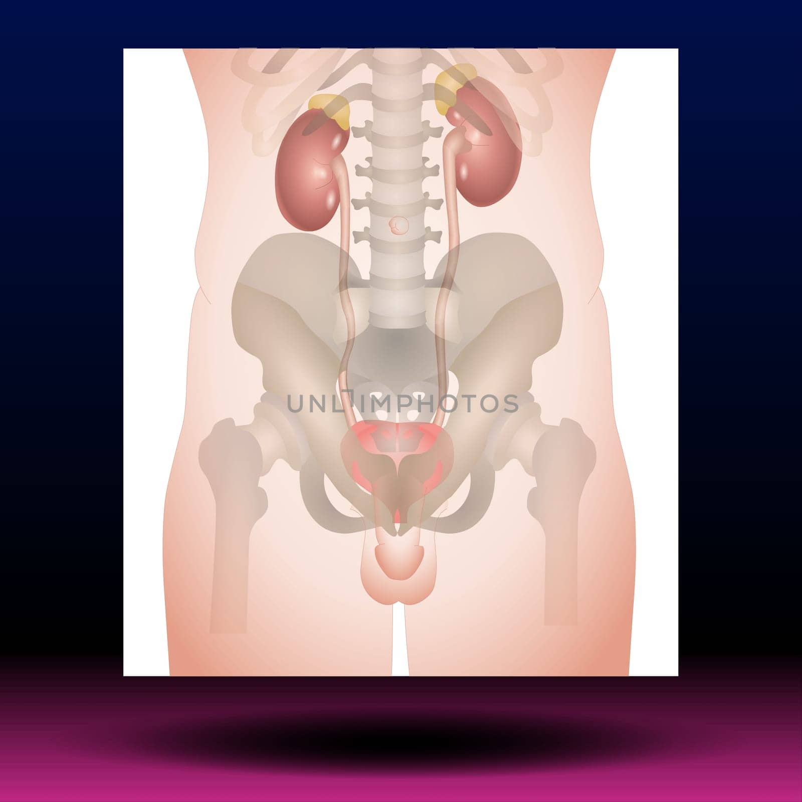 Male Genitourinary system consists of the kidneys, ureters, bladder, urethra and sex organs. reproductive and urinary system. Human silhouette. Vector Illustration.